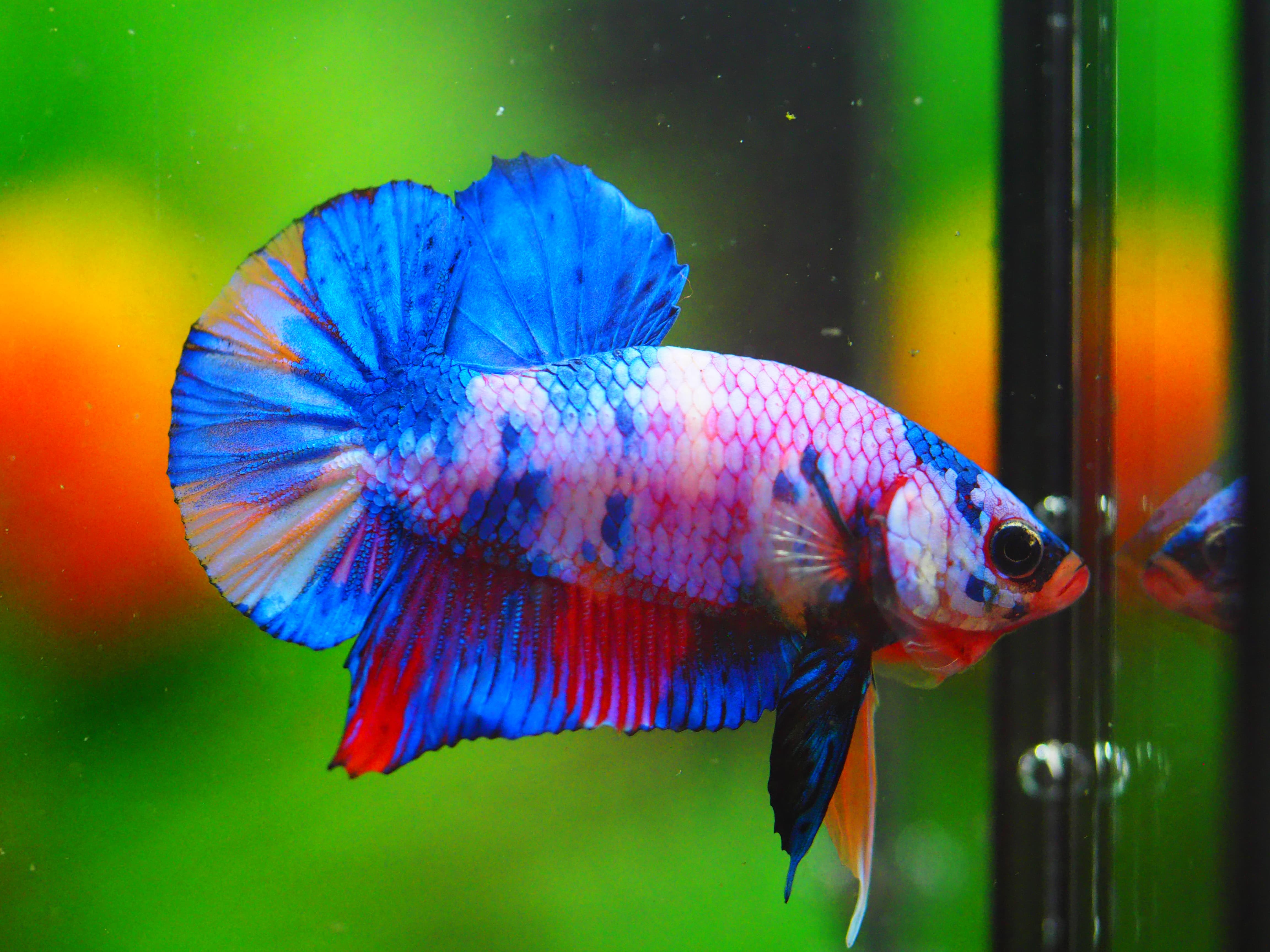 HMPK MUNTICOLOR MALE GRADE A +++