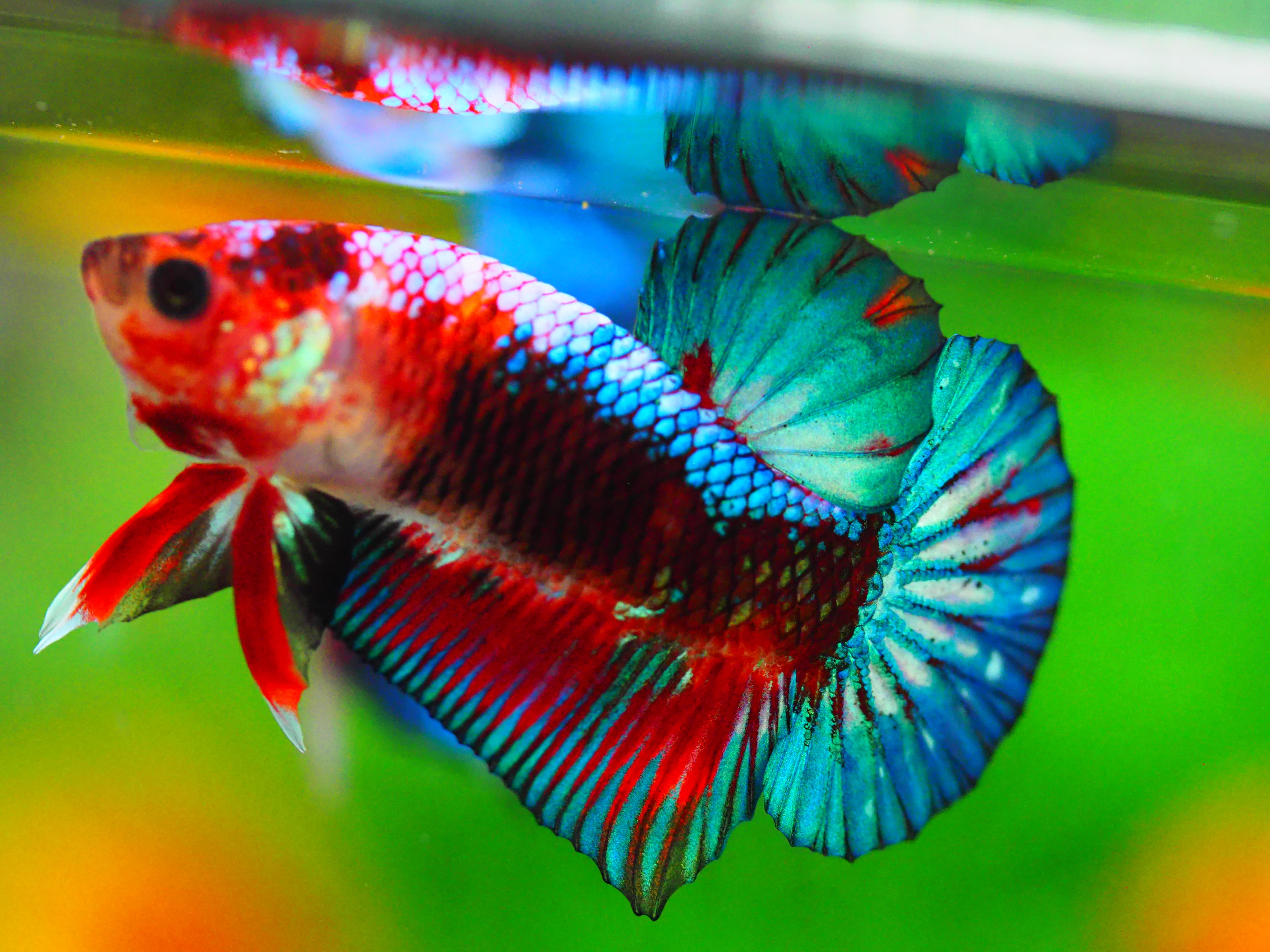 HMPK FANCY MALE GRADE A +++