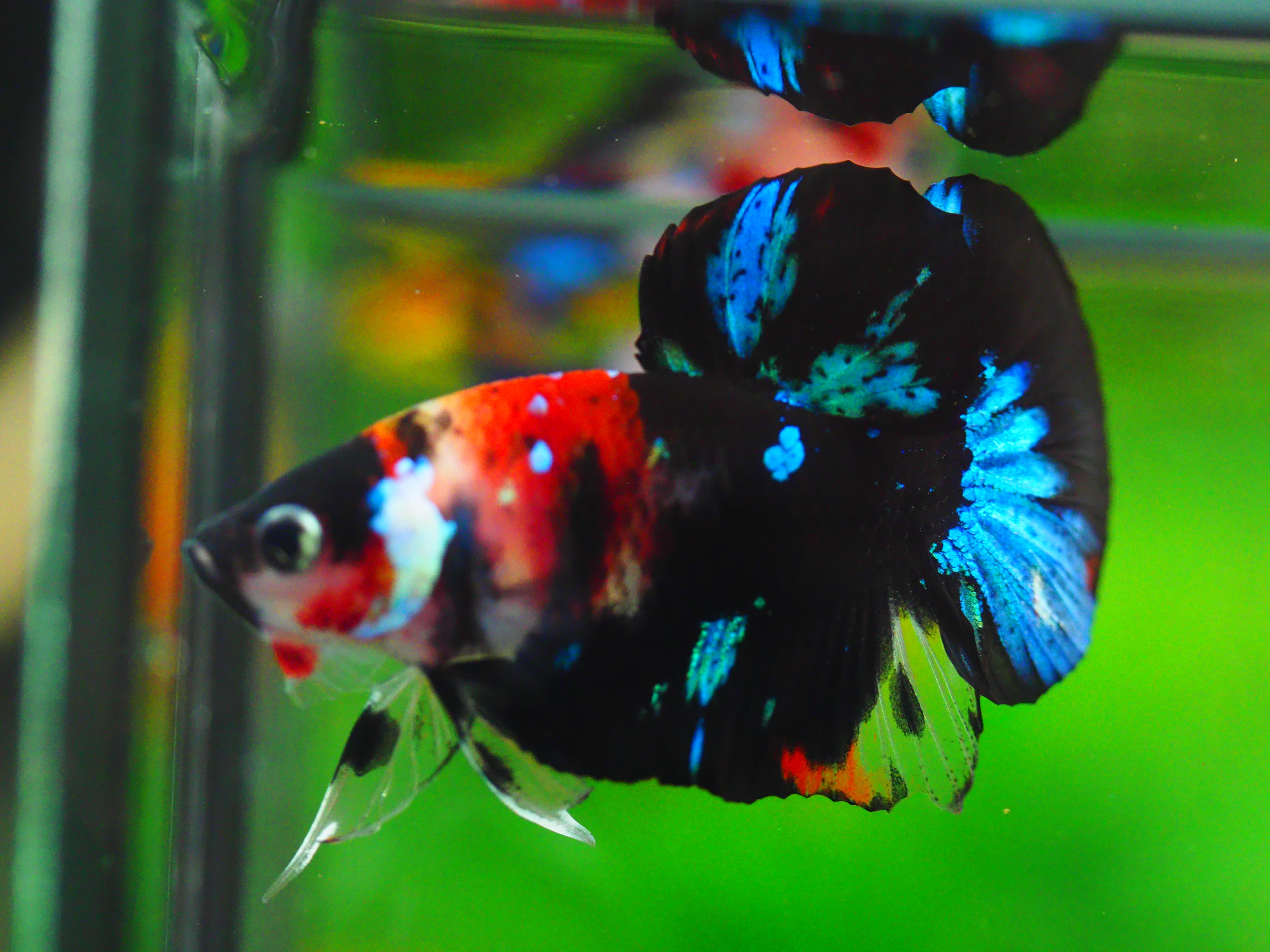 HMPK KOI GALAXY MALE GRADE A +++