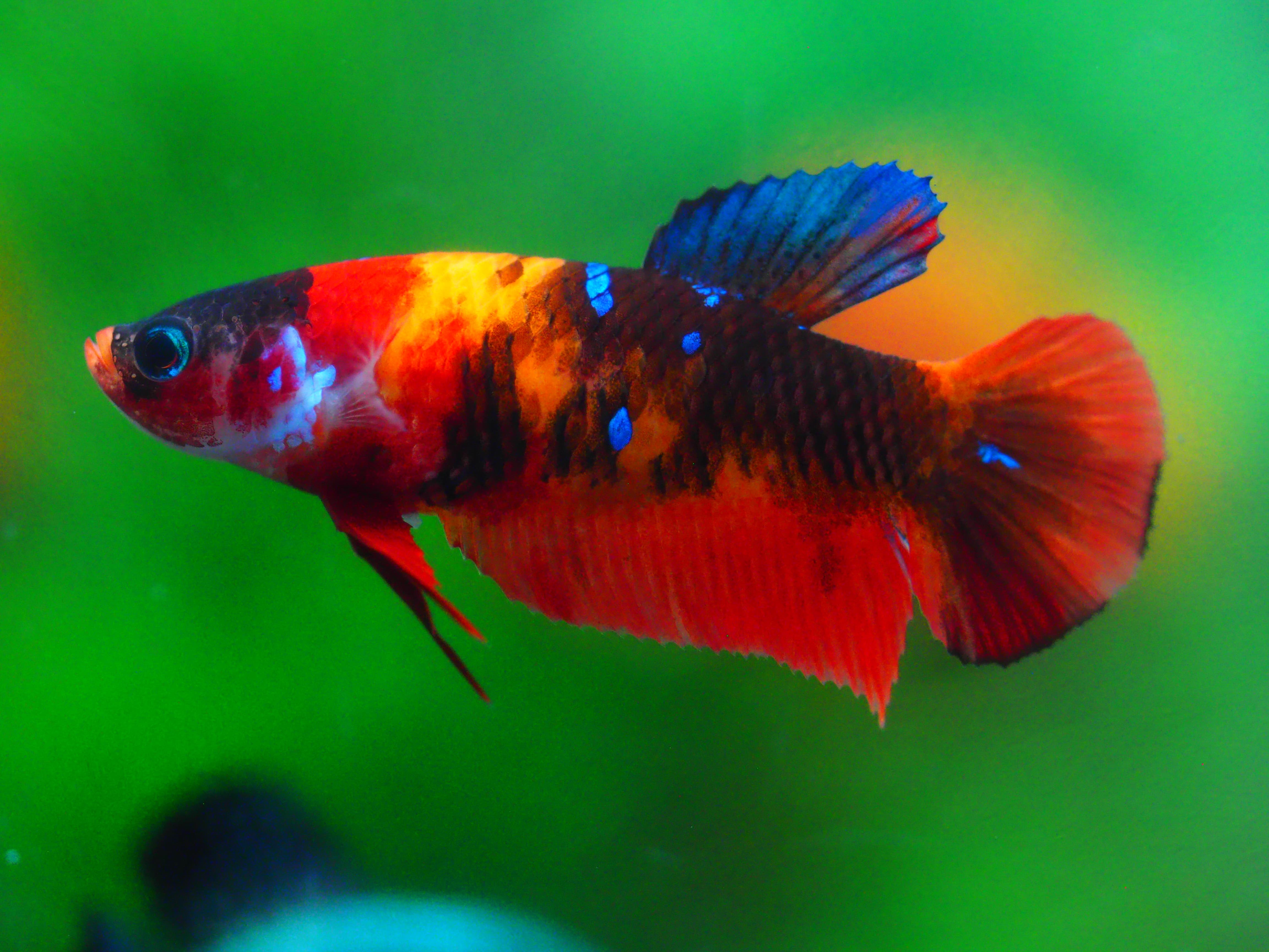 HMPK NEMO FNMALE GRADE A +++