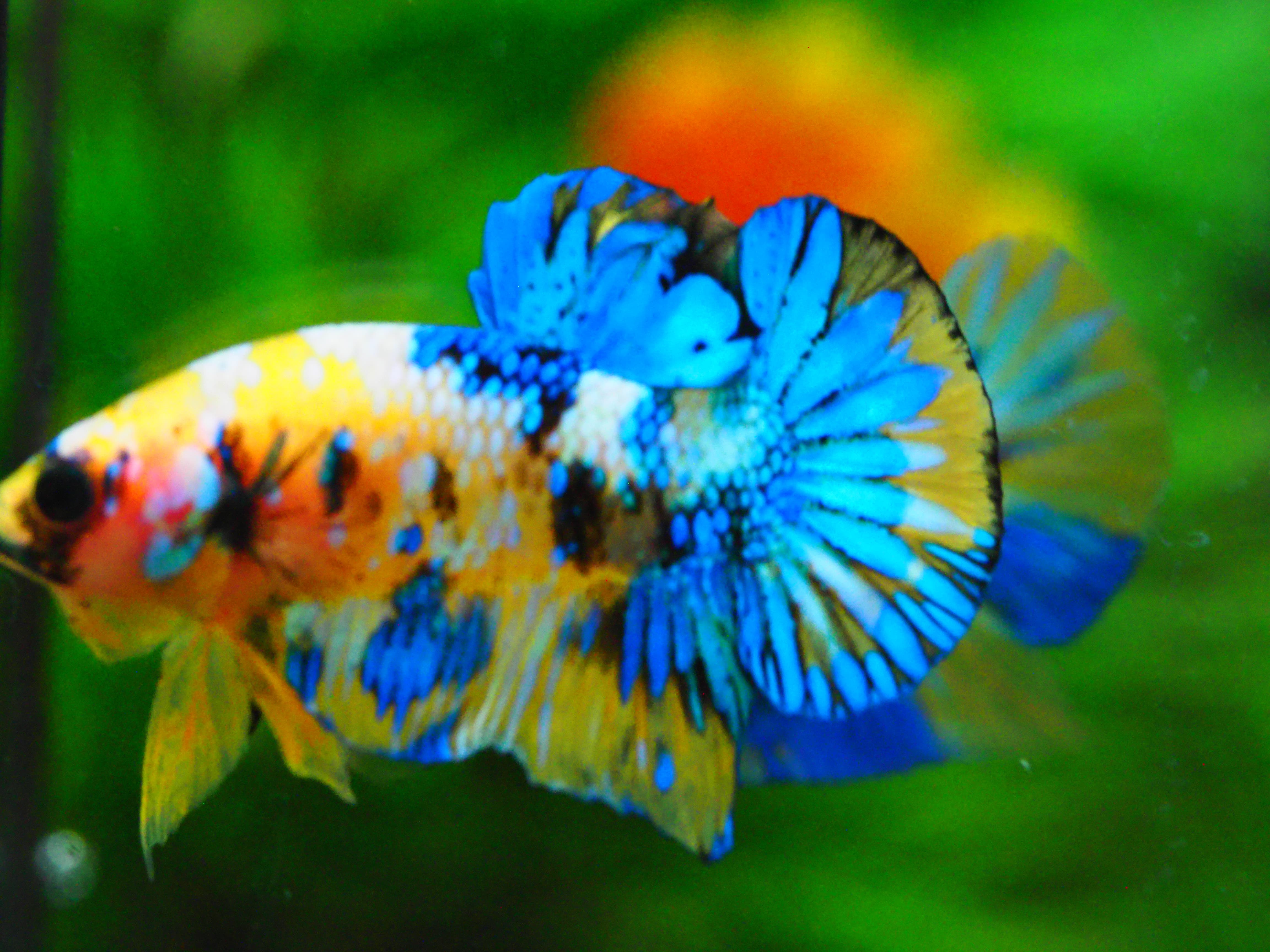 HMPK KOI YELLOW MALE GRADE A +++