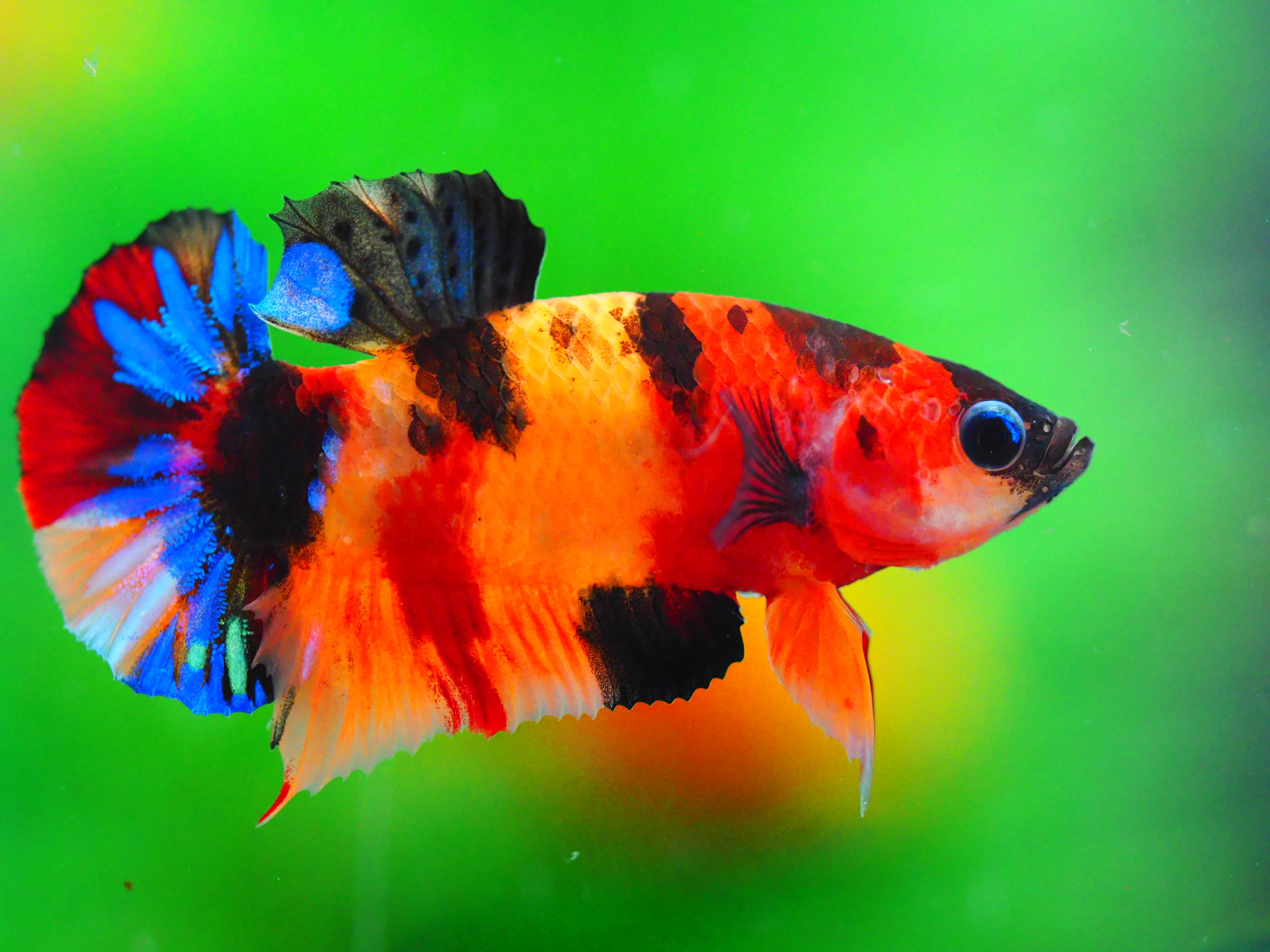 HMPK NEMO GALAXY MALE GRADE A +++