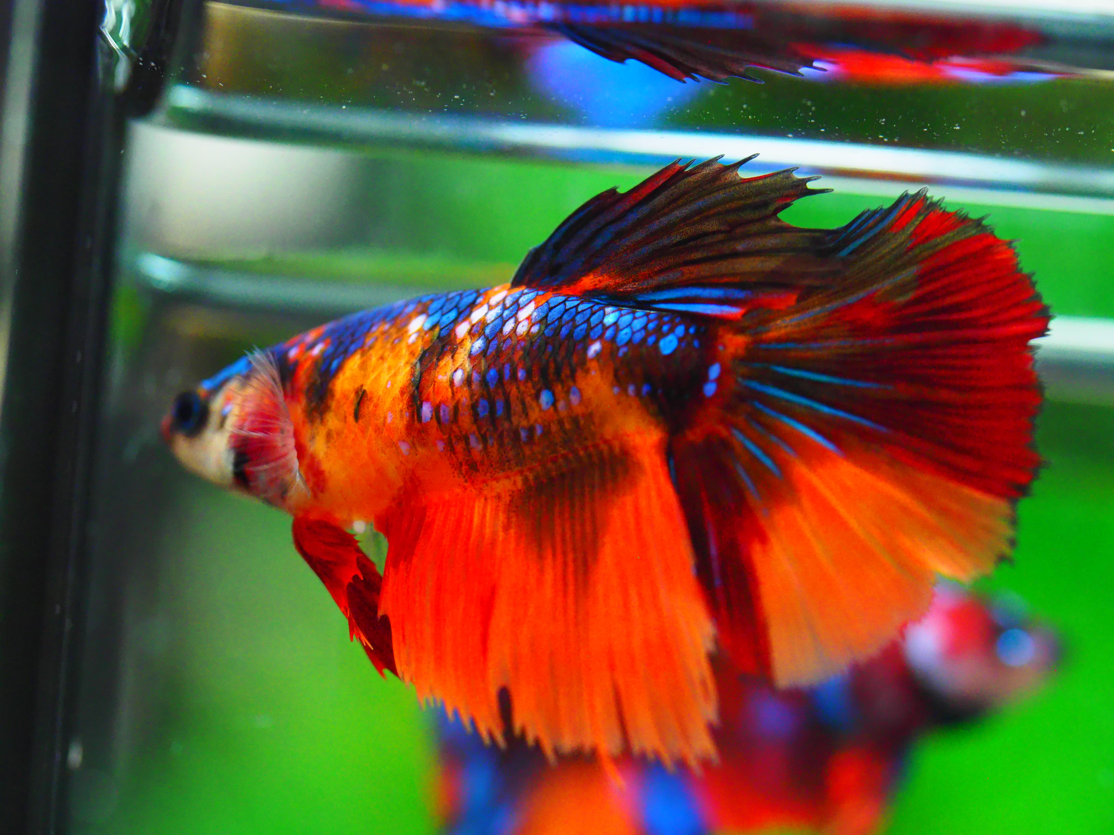 HM NEMO GALAXY FNMALE GRADE A +++