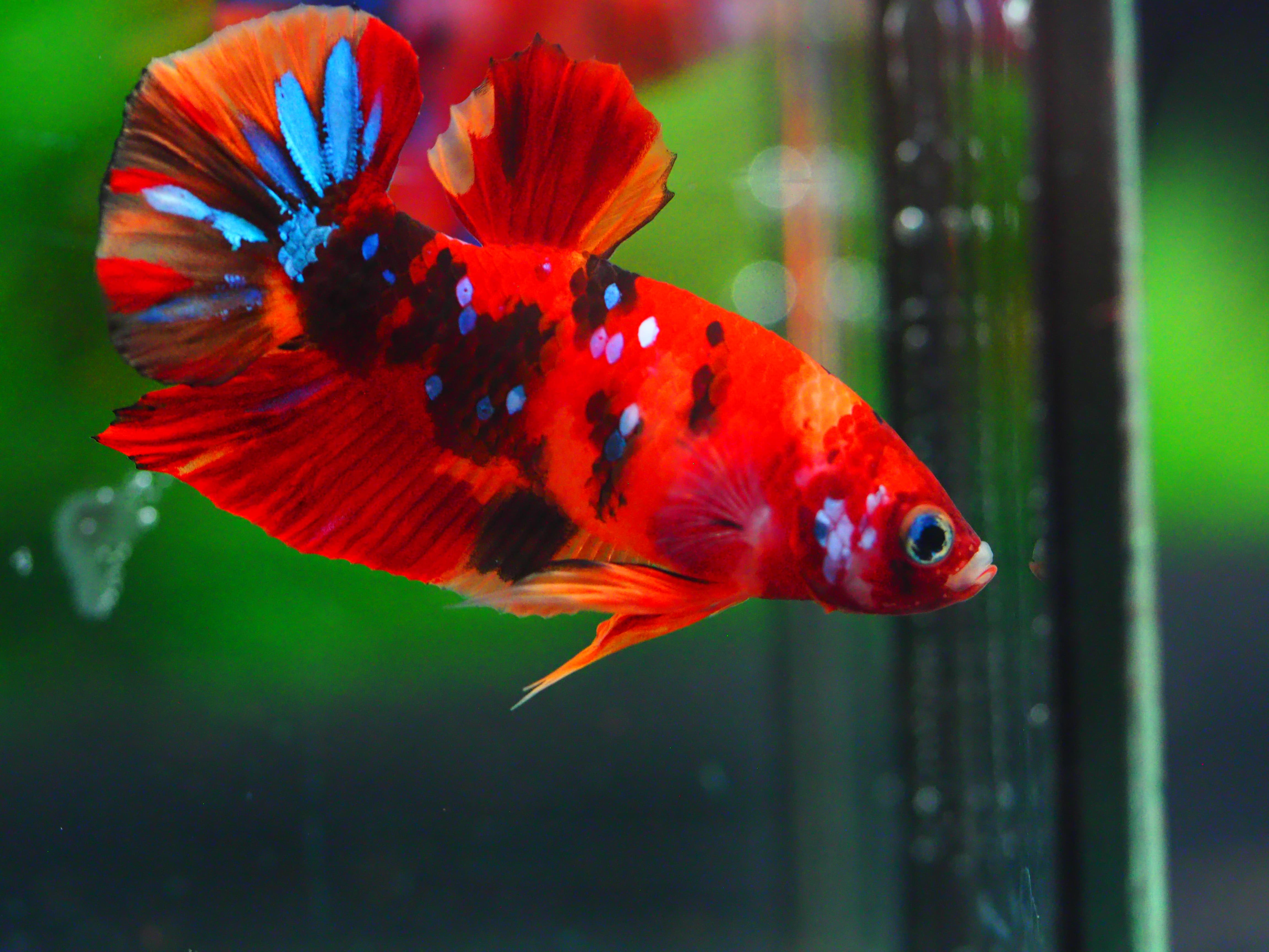 HMPK NEMO GALAXY MALE GRADE A +++