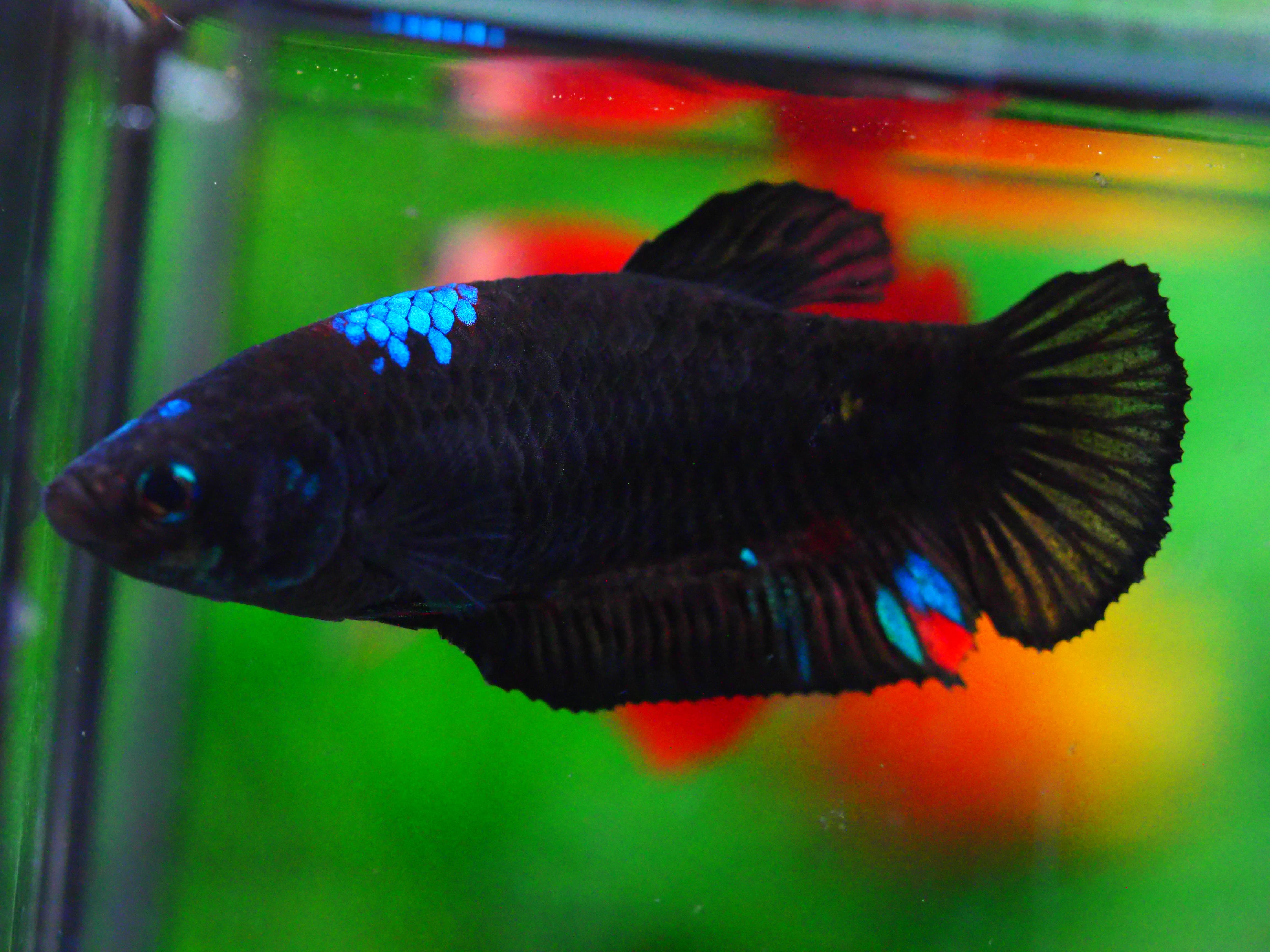 HMPK KOI GALAXY FNMALE GRADE A +++