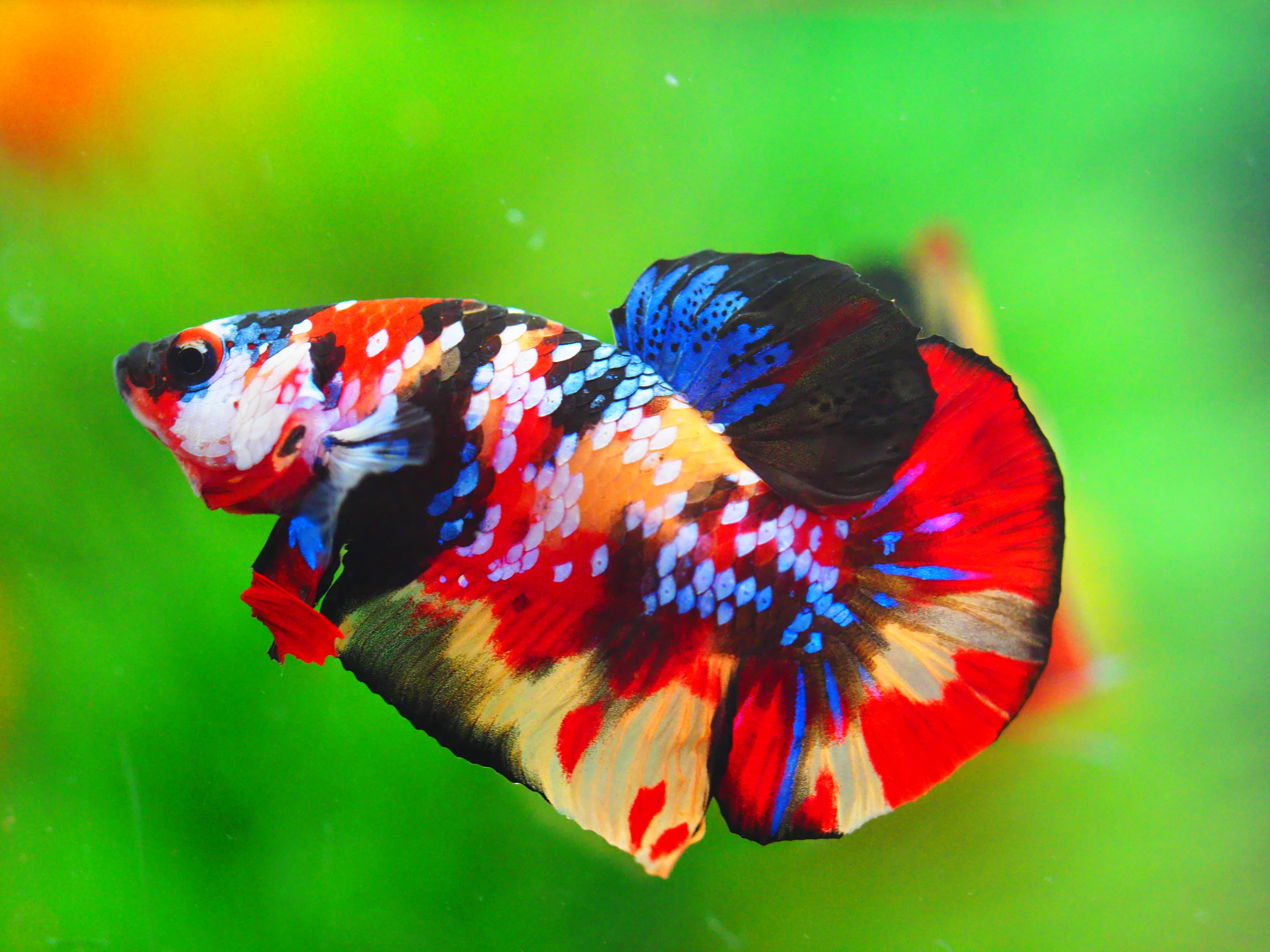 HMPK NEMO GALAXY MALE GRADE A +++