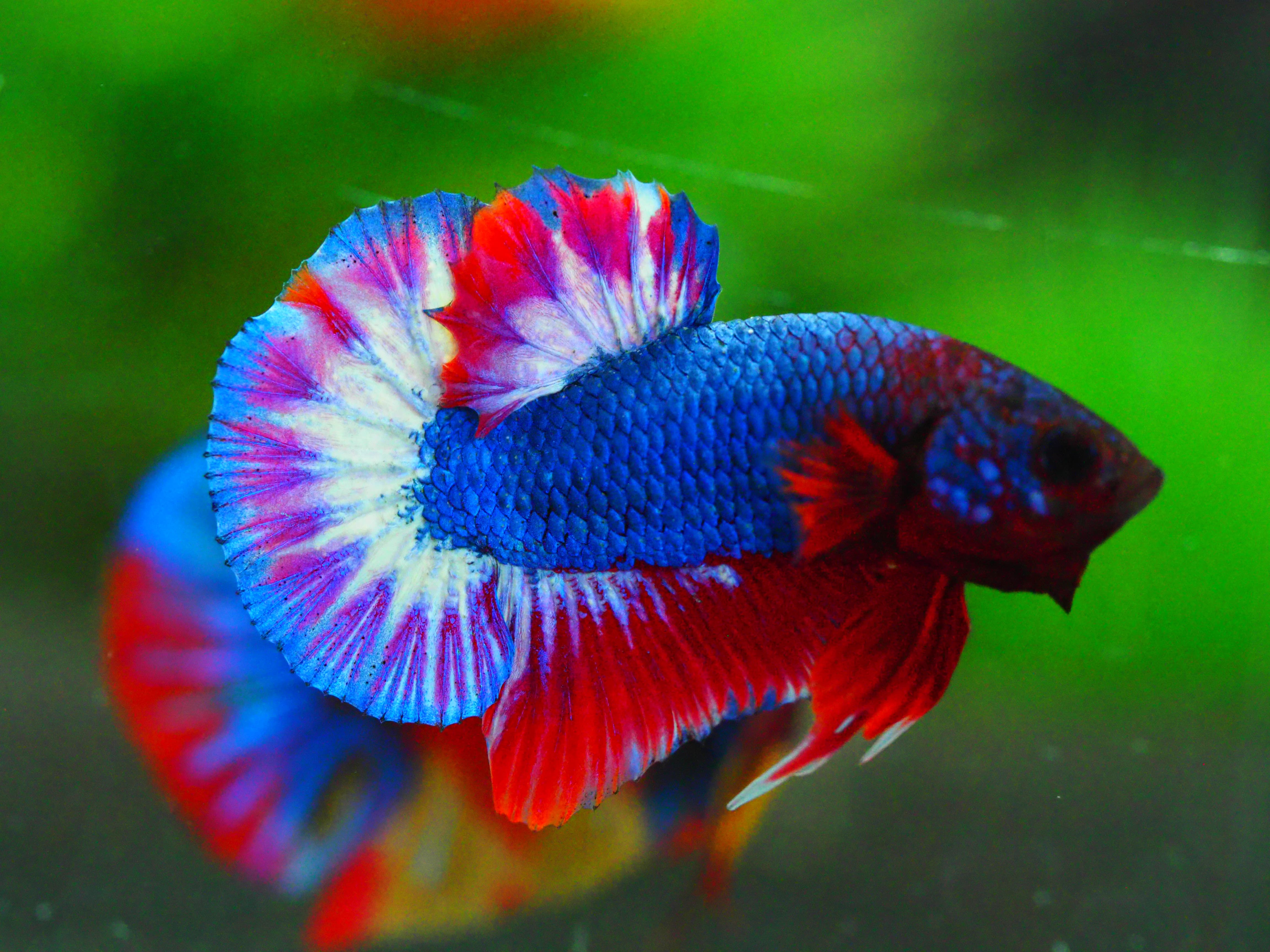 HMPK THAILAND MALE GRADE A +++