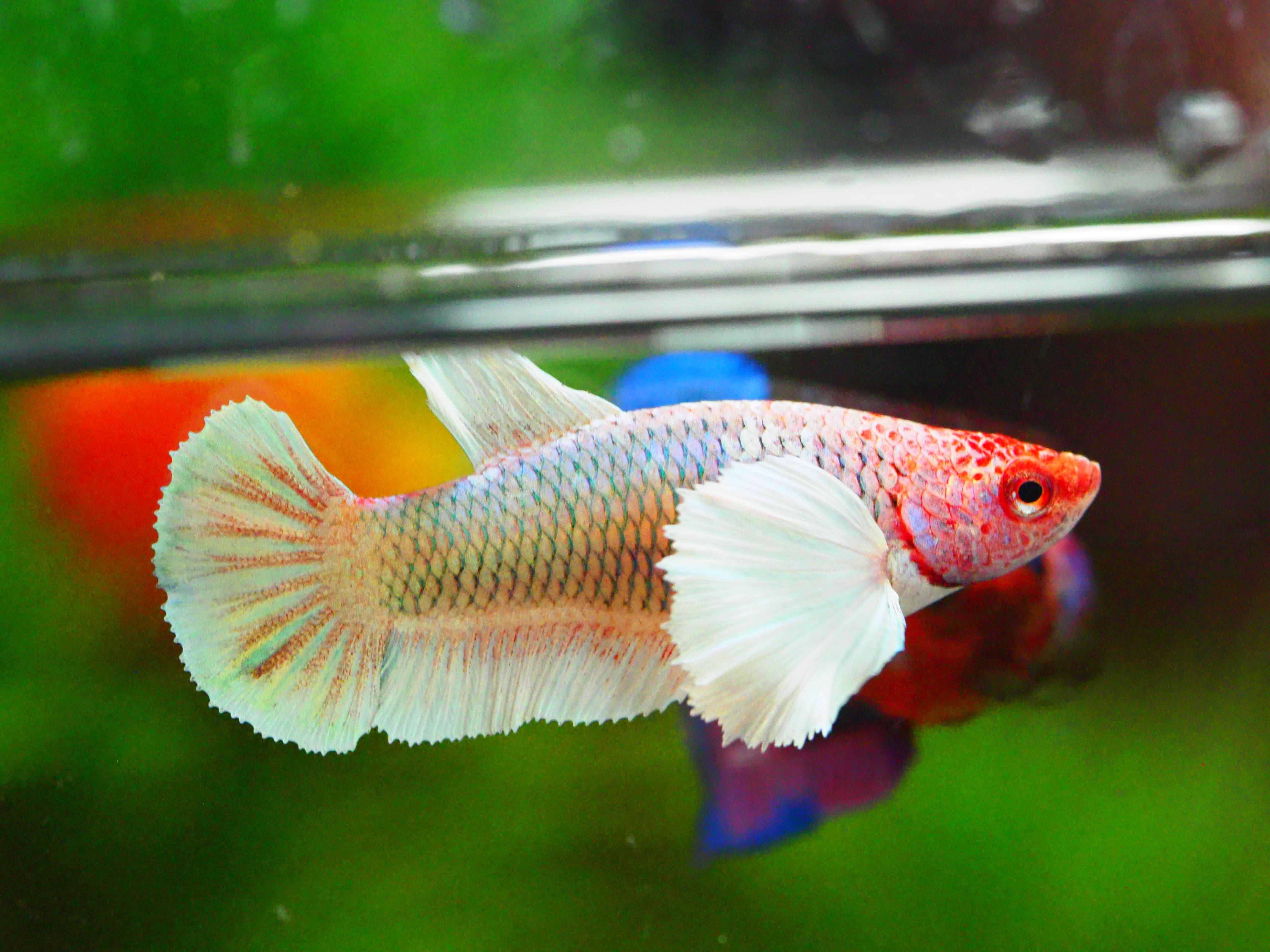 HMPK DUMBO FNMALE GRADE A +++