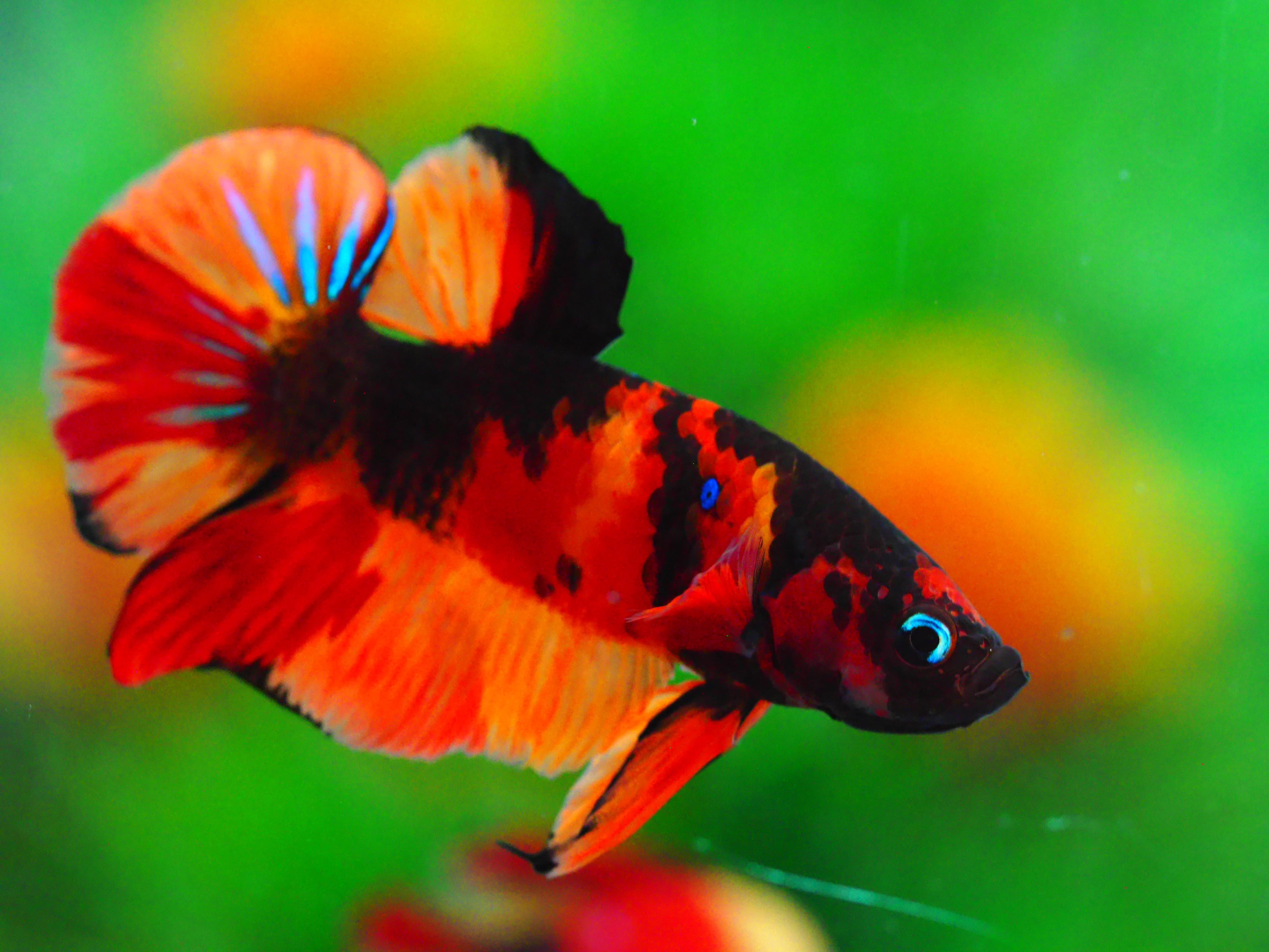 HMPK NEMO GALAXY MALE GRADE A +++