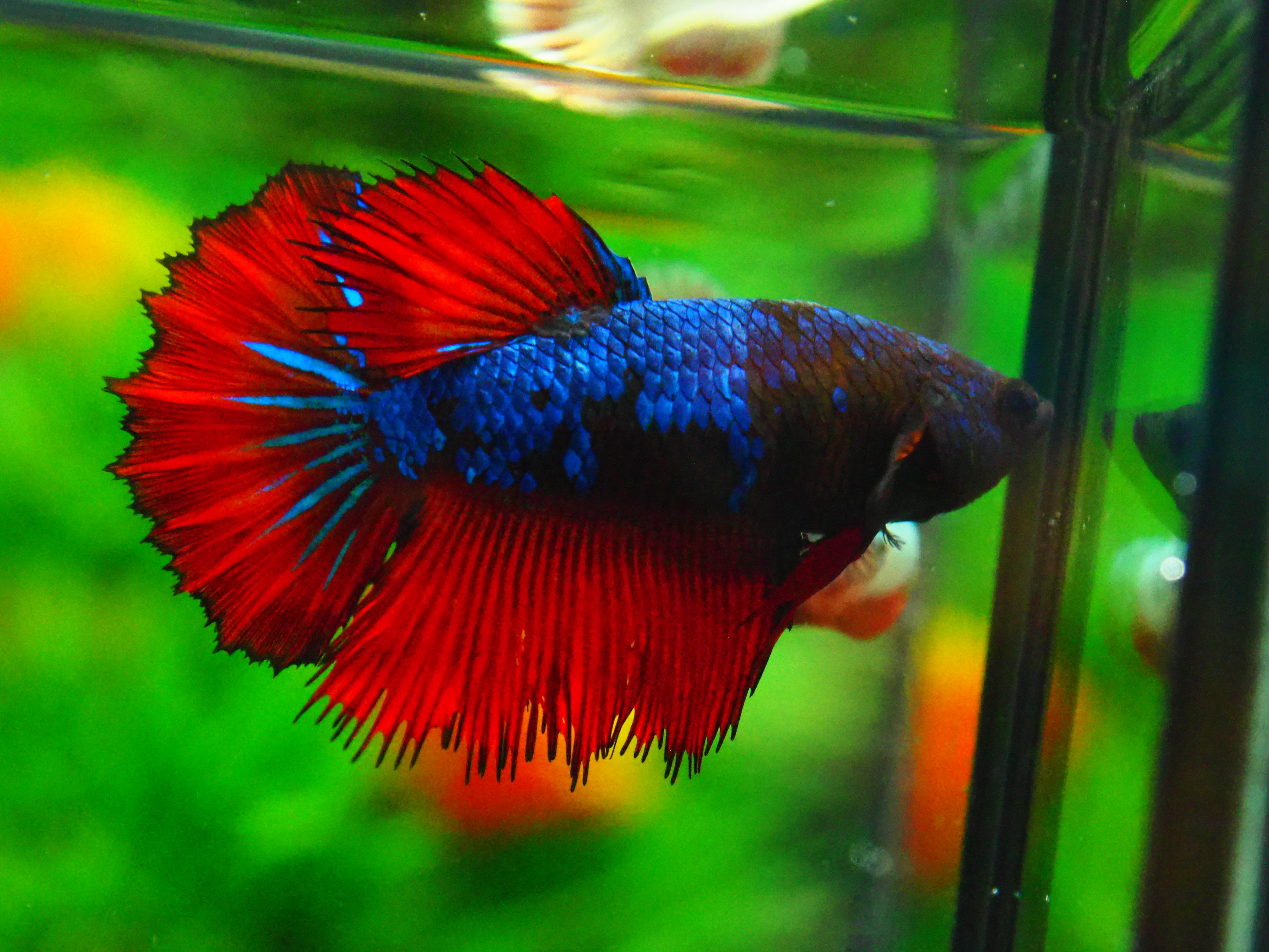 HM FANCY FN MALE GRADE A +++