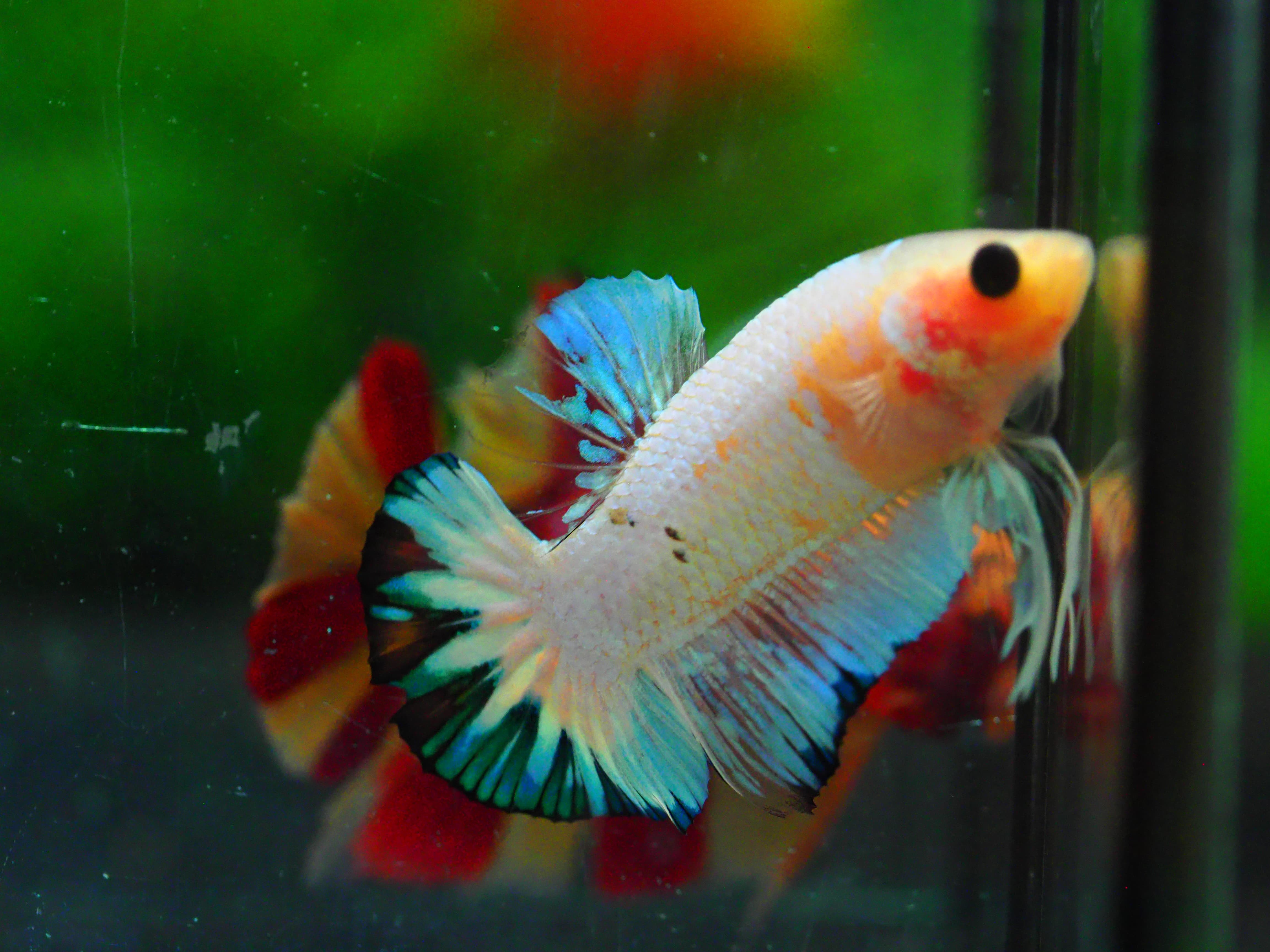 HMPK FANCY MALE GRADE A +++