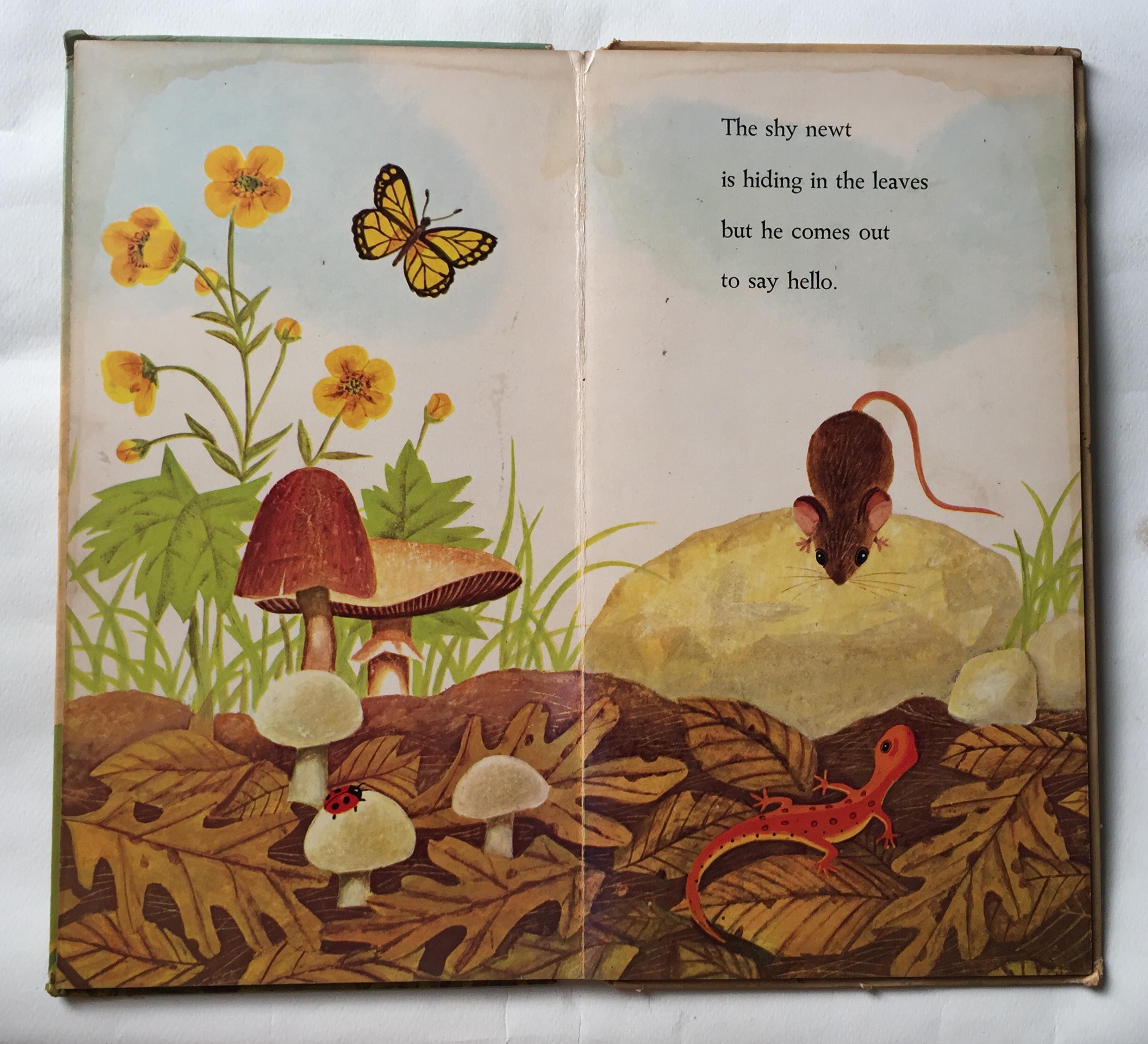 หนังสือนิทานเก่าภาพสวยปกแข็ง ปี 1964 ฉบับภาษาอังกฤษ "I am a Mouse", a golden sturdy happy book **มีตำหนิตามภาพ