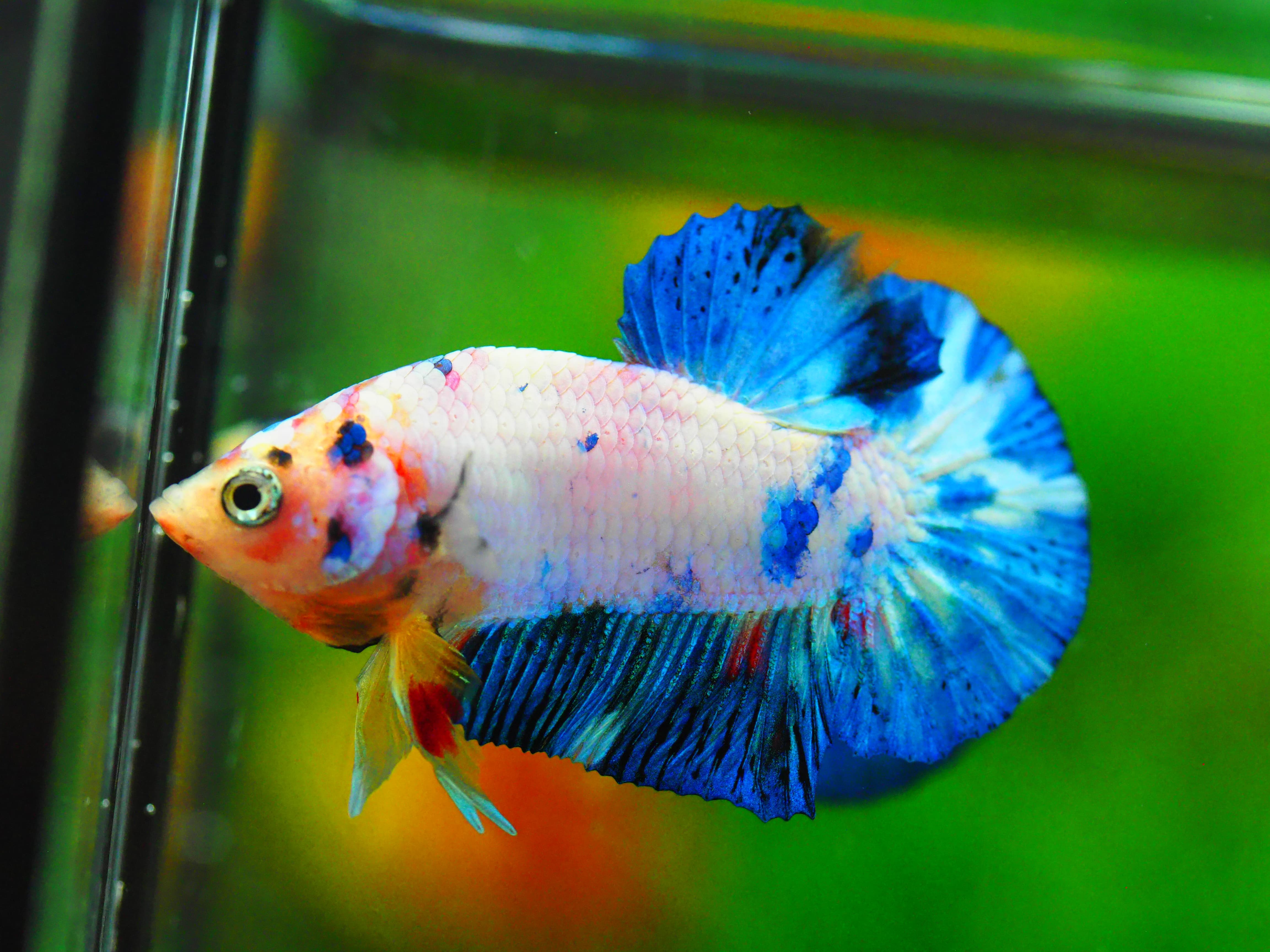 HMPK FANCY MALE GRADE A +++