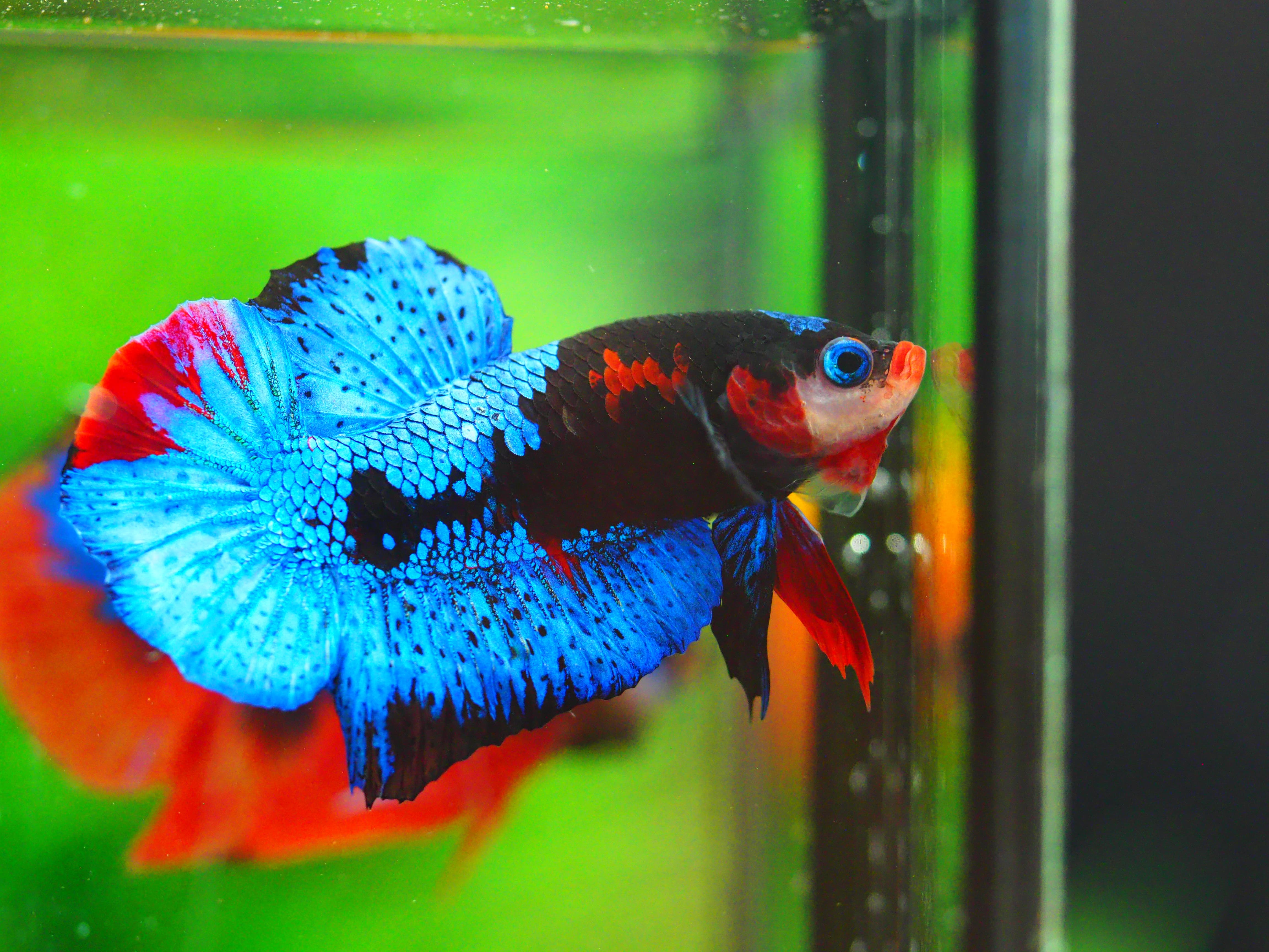 HMPK KOI GALAXY MALE GRADE A +++