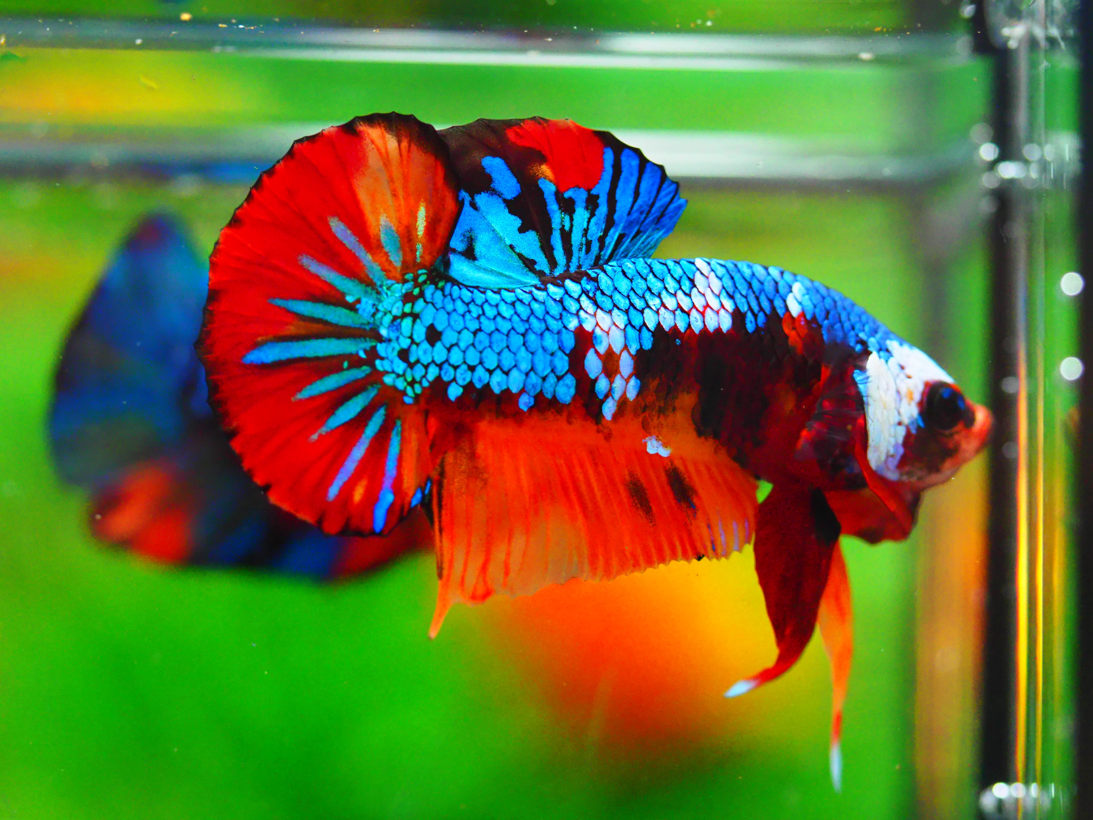 HMPK NEMO GALAXY MALE GRADE A +++