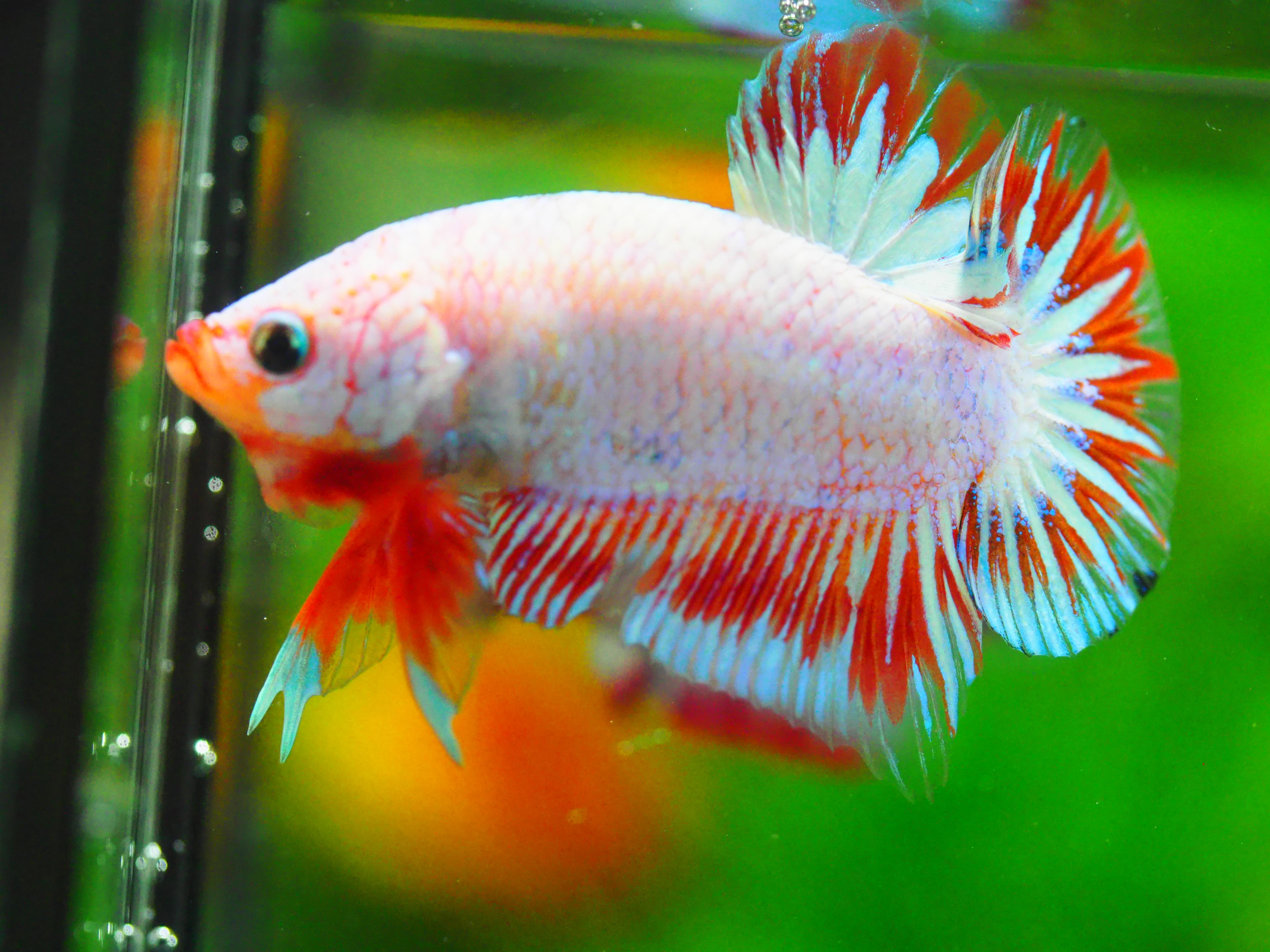 HMPK FANCY MALE GRADE A +++