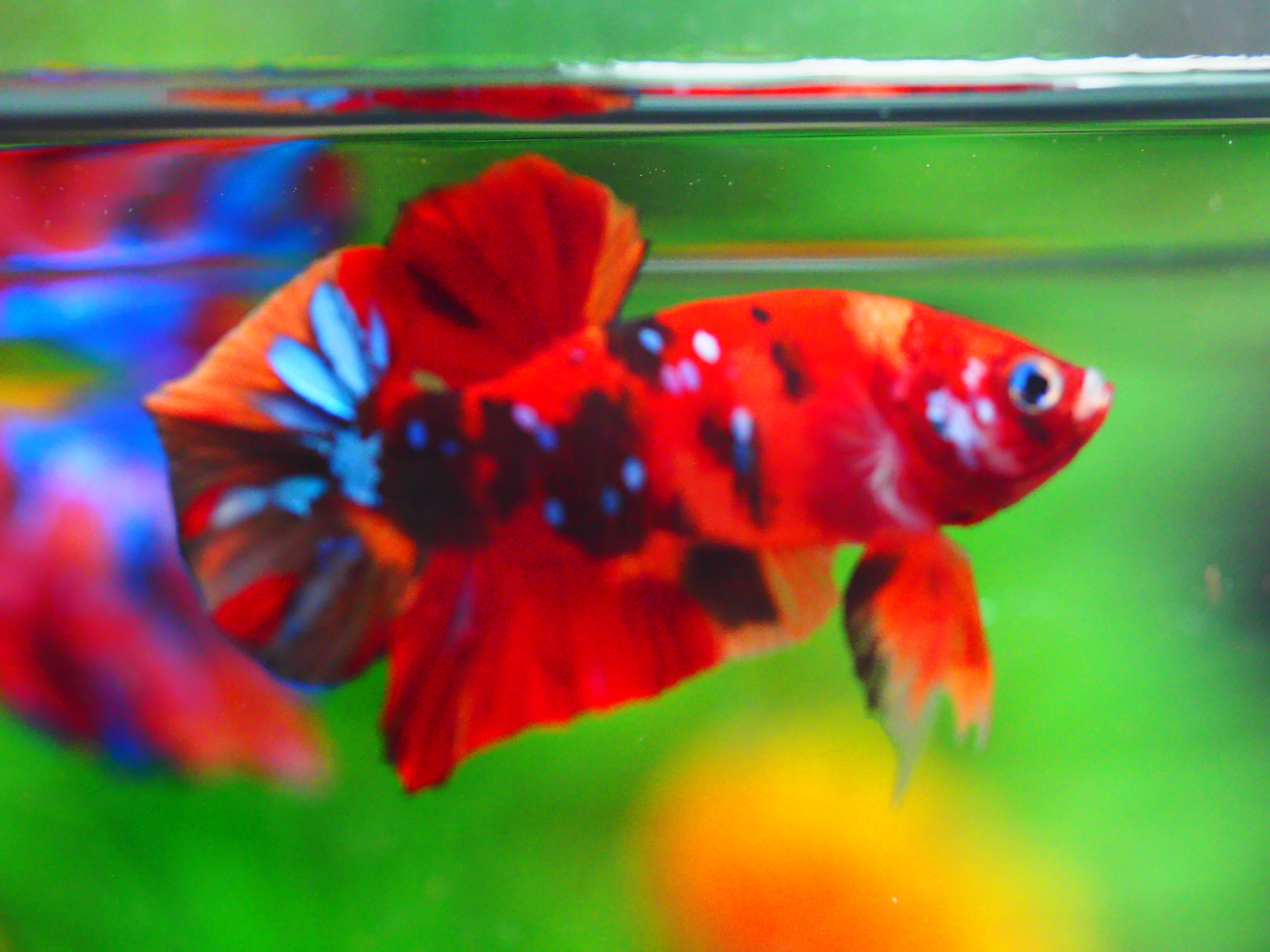 HMPK NEMO GALAXY MALE GRADE A +++