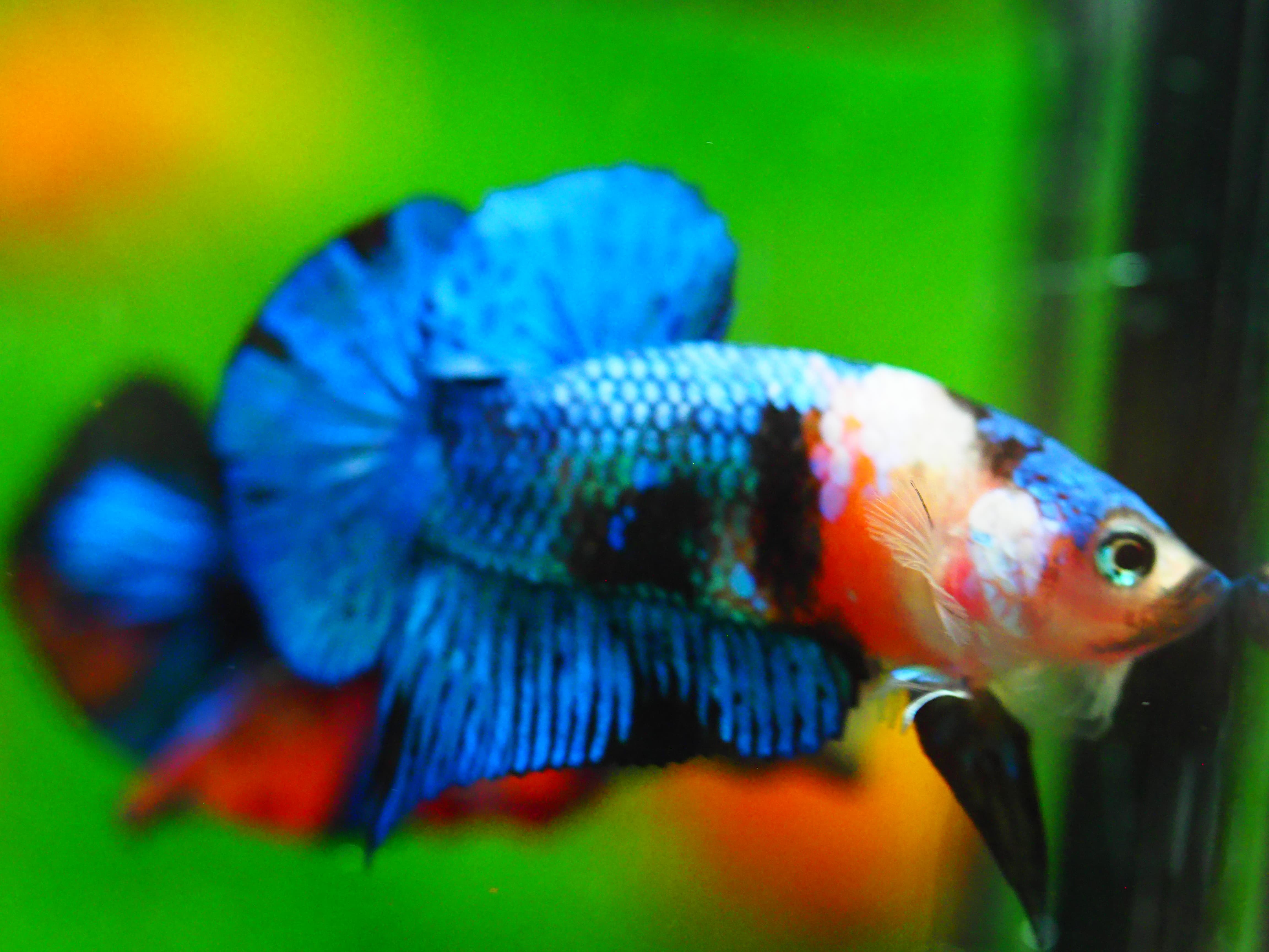 HMPK KOI GALAXY MALE GRADE A +++