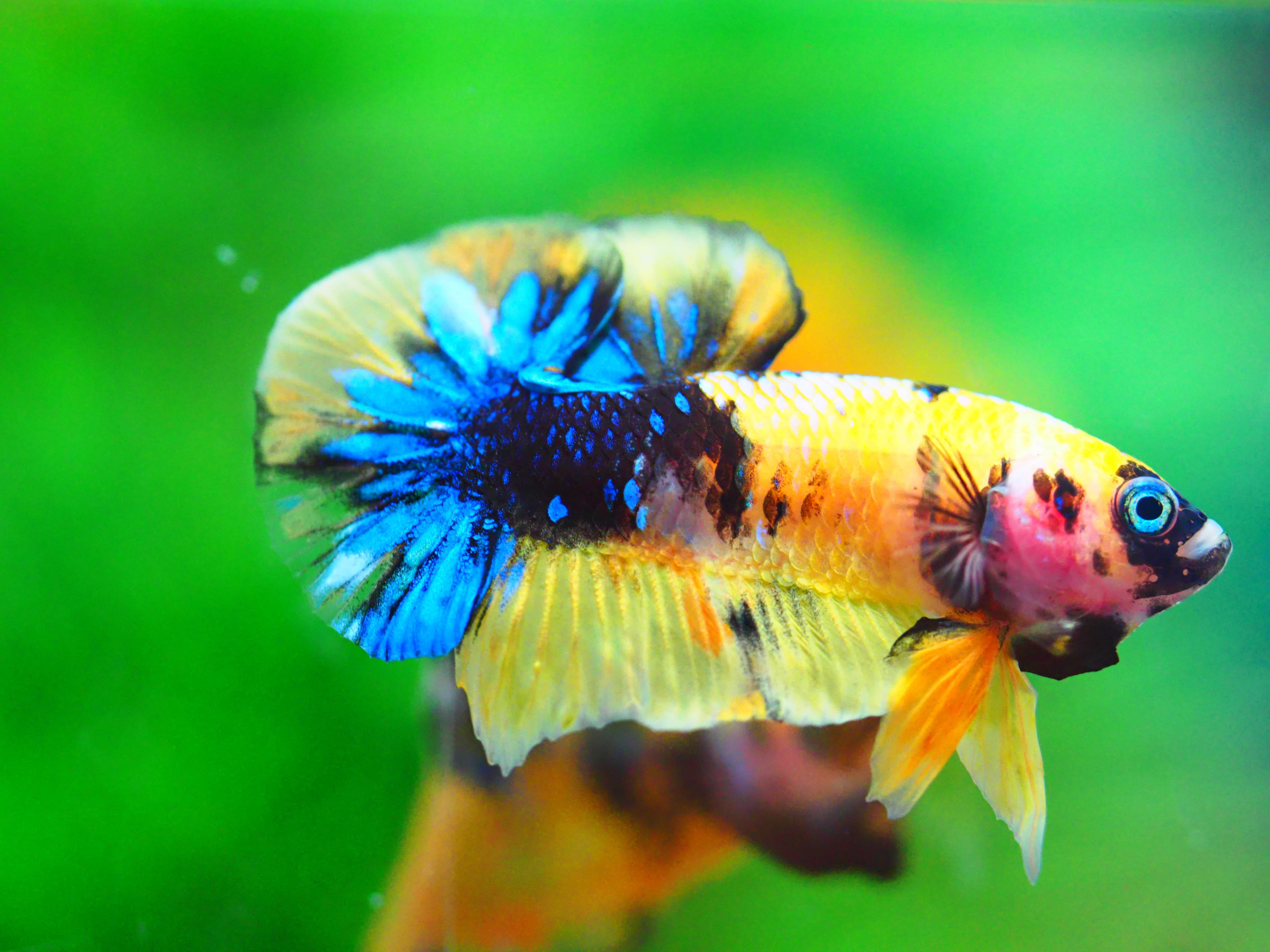 HMPK KOI GALAXY MALE GRADE A +++