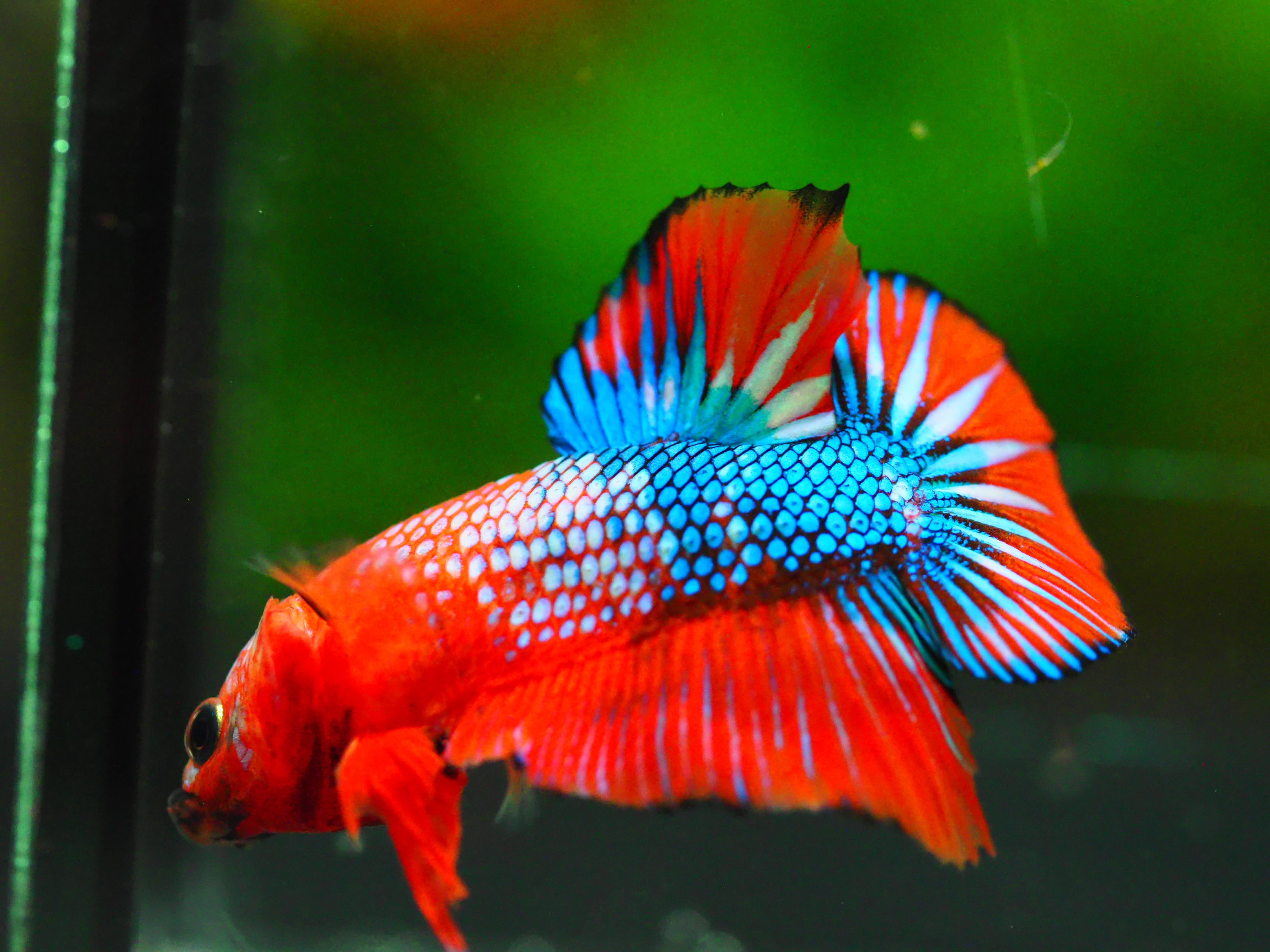 HMPK FANCY MALE GRADE A +++