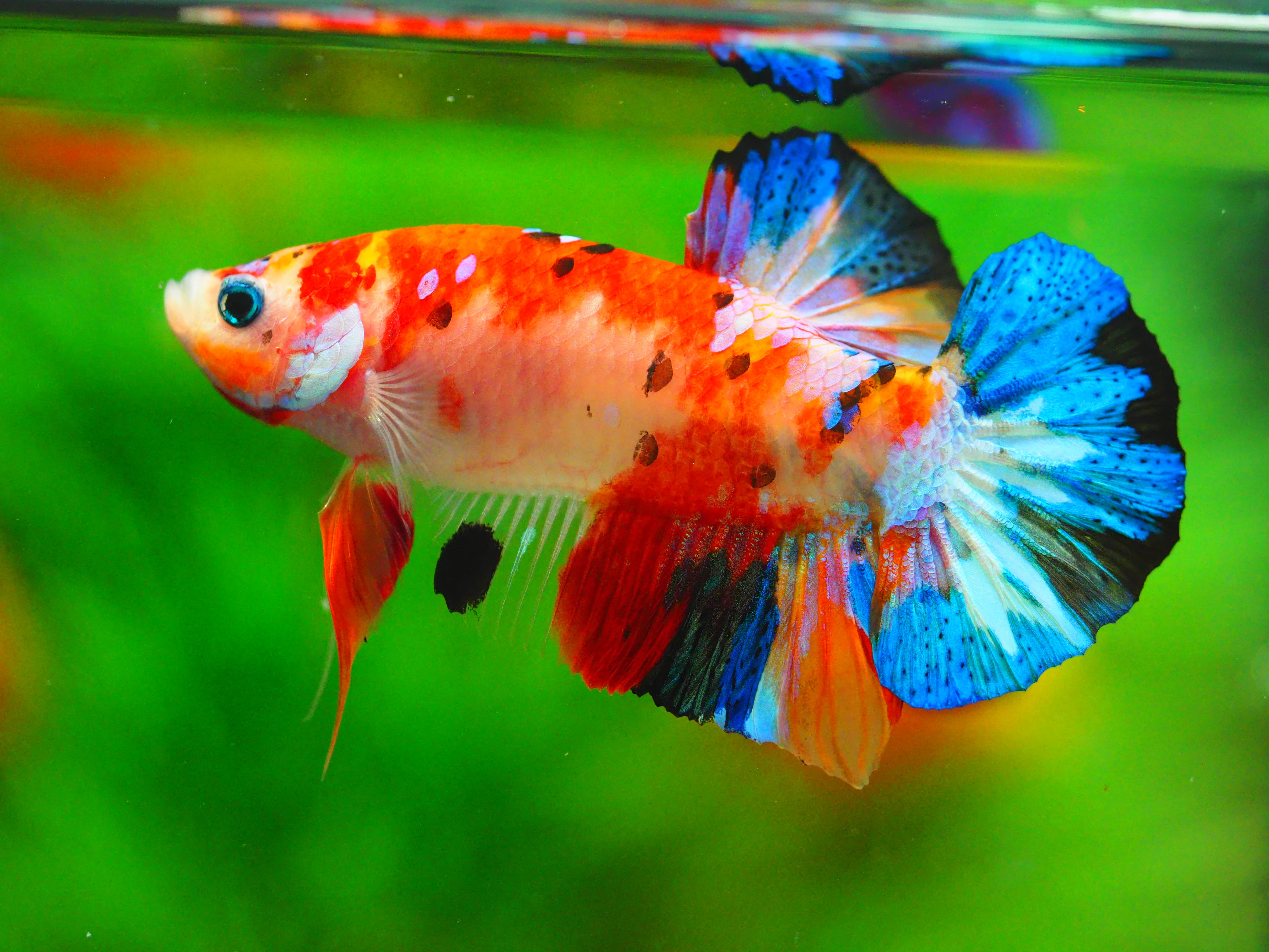 HMPK KOI GALAXY MALE GRADE A++