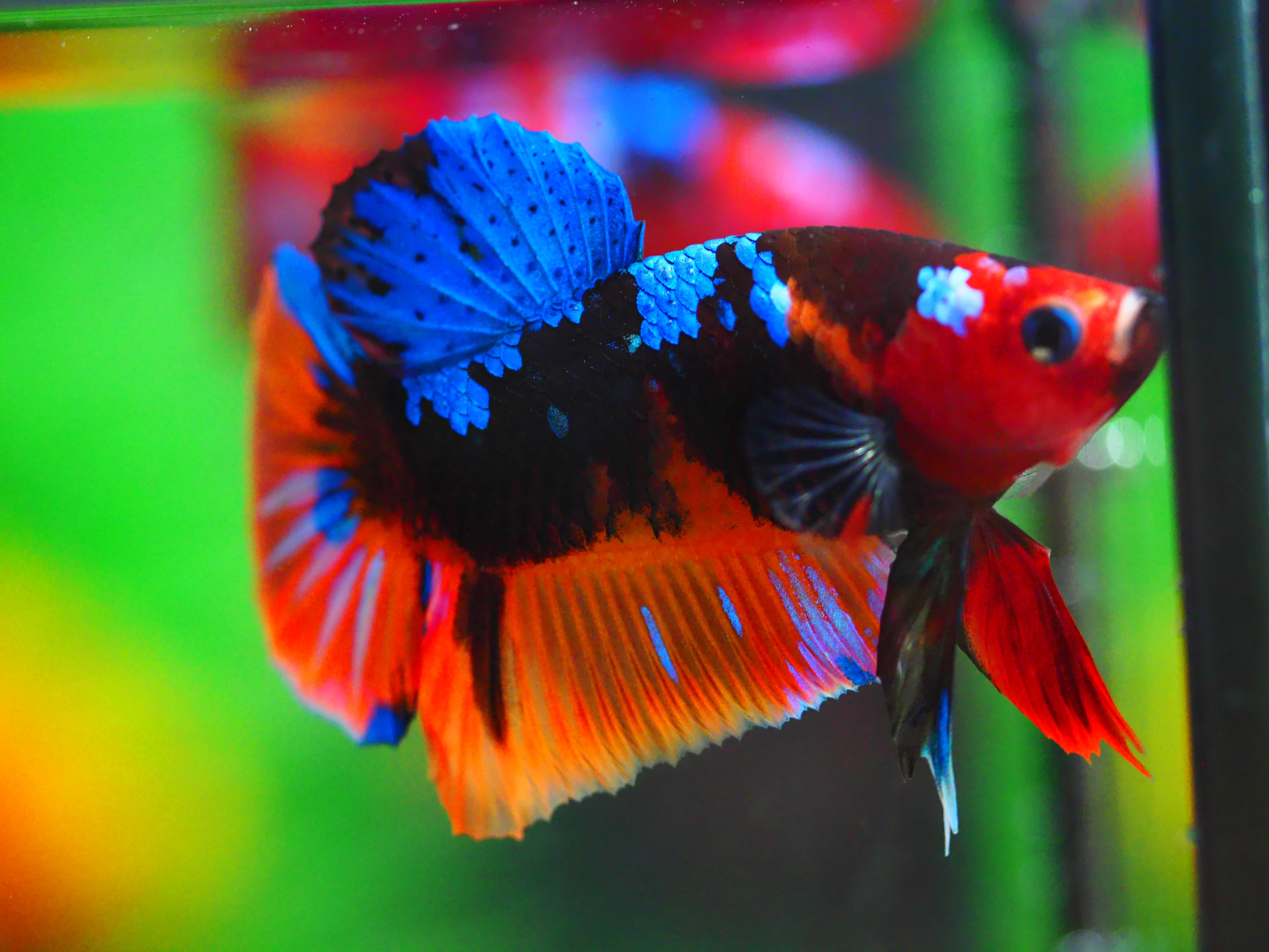 HMPK NEMO GALAXY MALE GRADE A +++