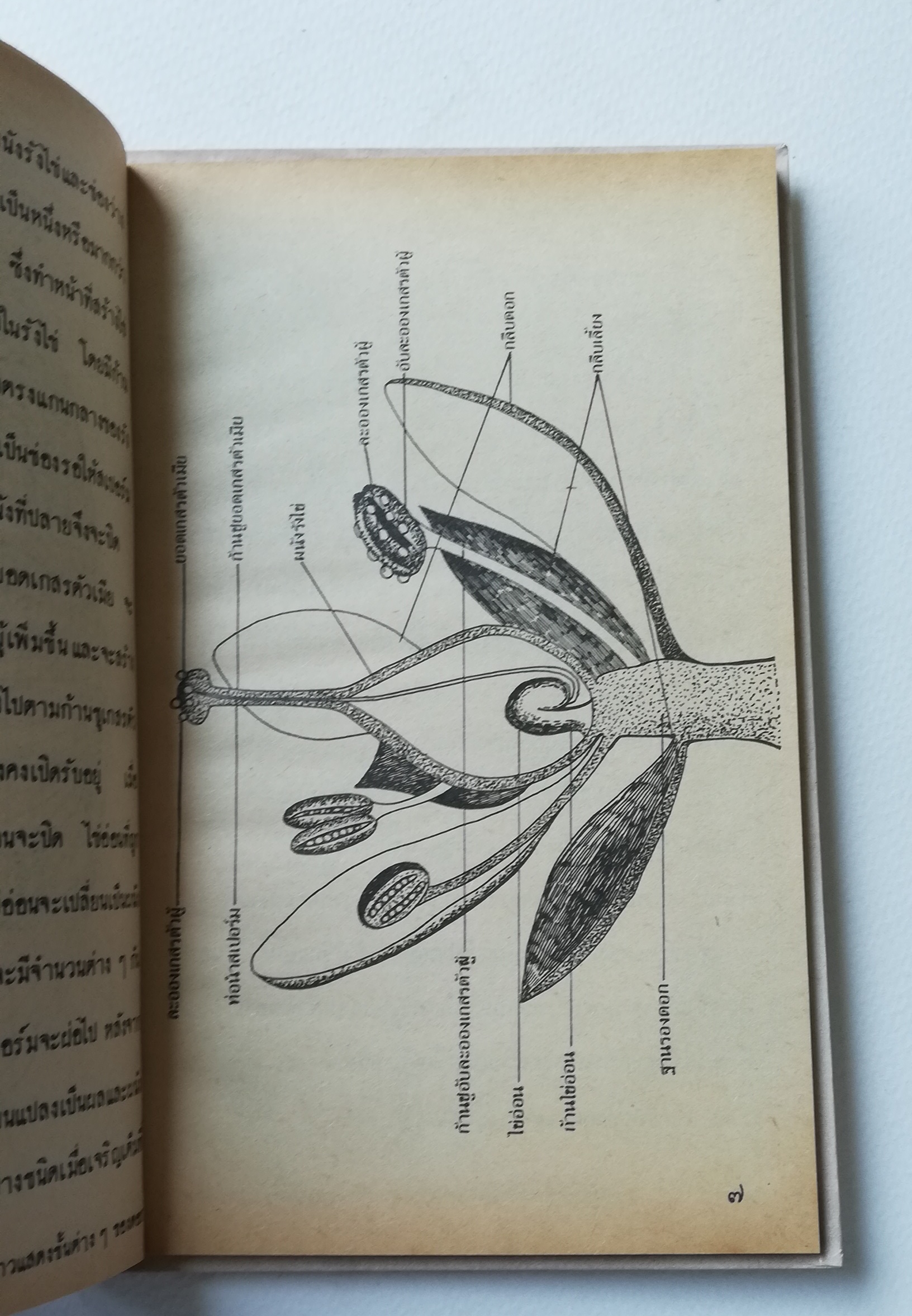 มีหลายภาพ, หนังสือชุดความรู้ไทยขององค์การค้าคุรุสภา "ผลไม้เมืองไทย" โดย ทวีศักดิ์ บุญเกิด พิมพ์ครั้งที่ 2 ปี 2527