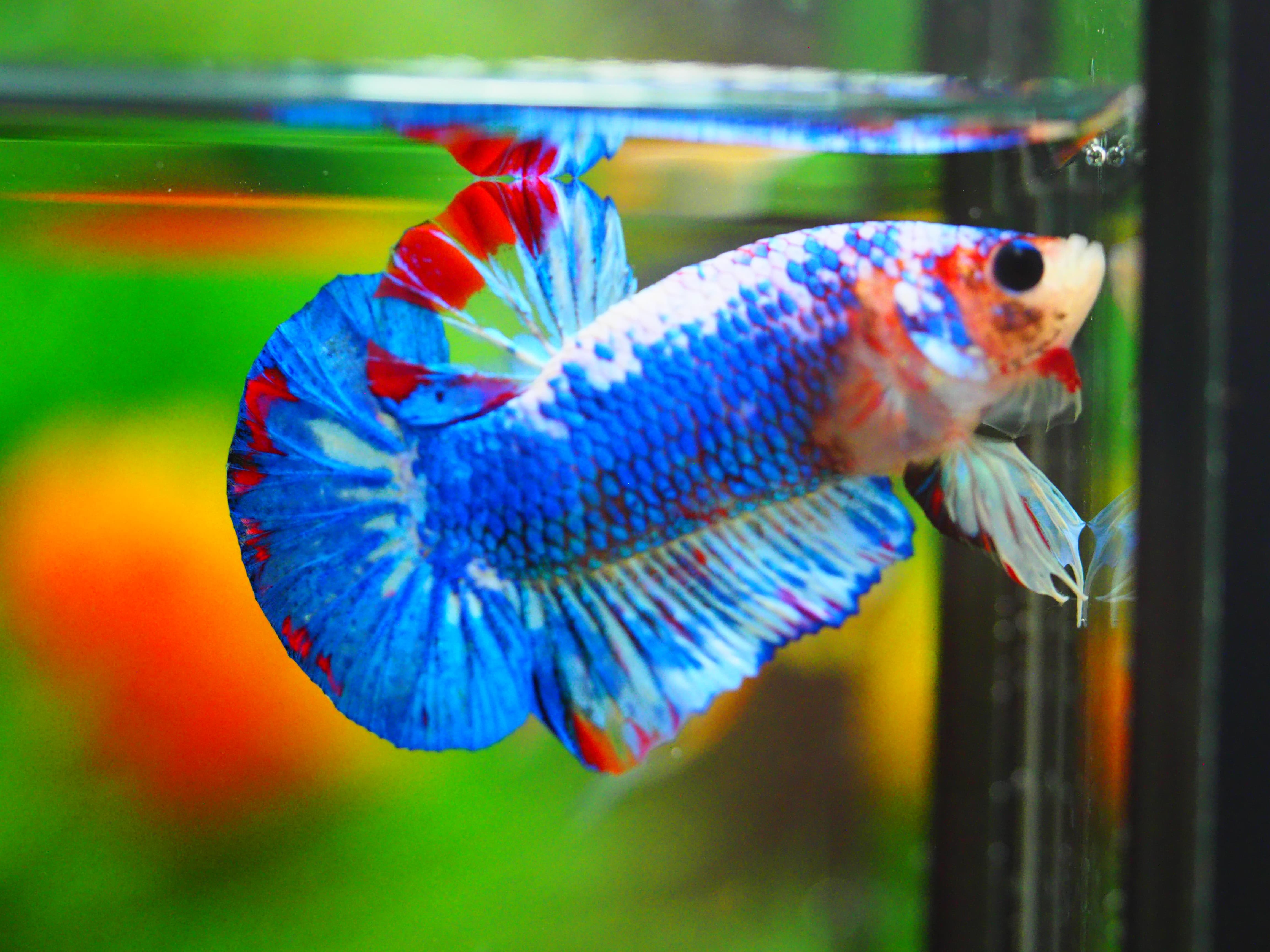 HMPK FANCY MALE GRADE A++