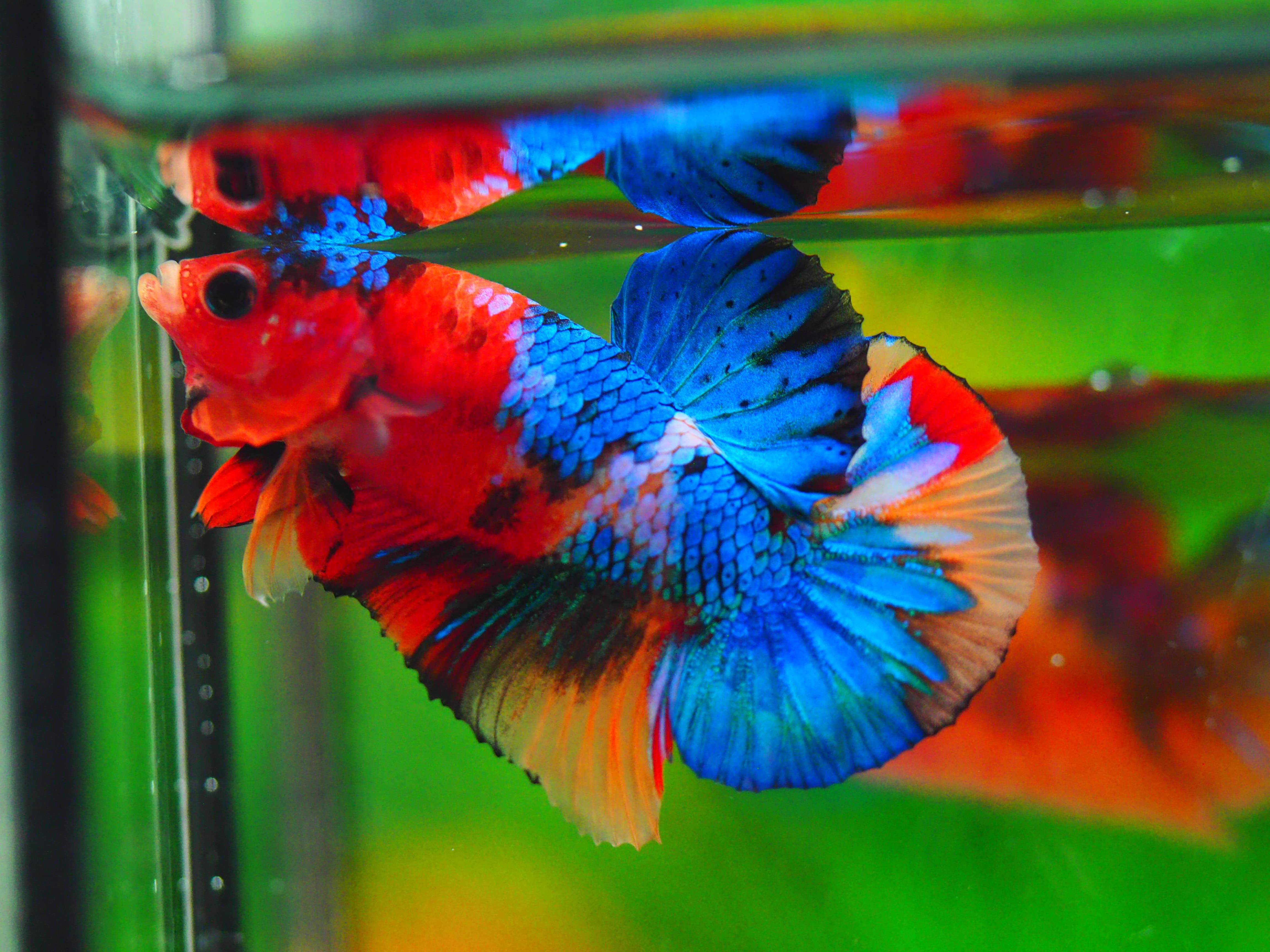 HMPK NEMO GALAXY MALE GRADE A++