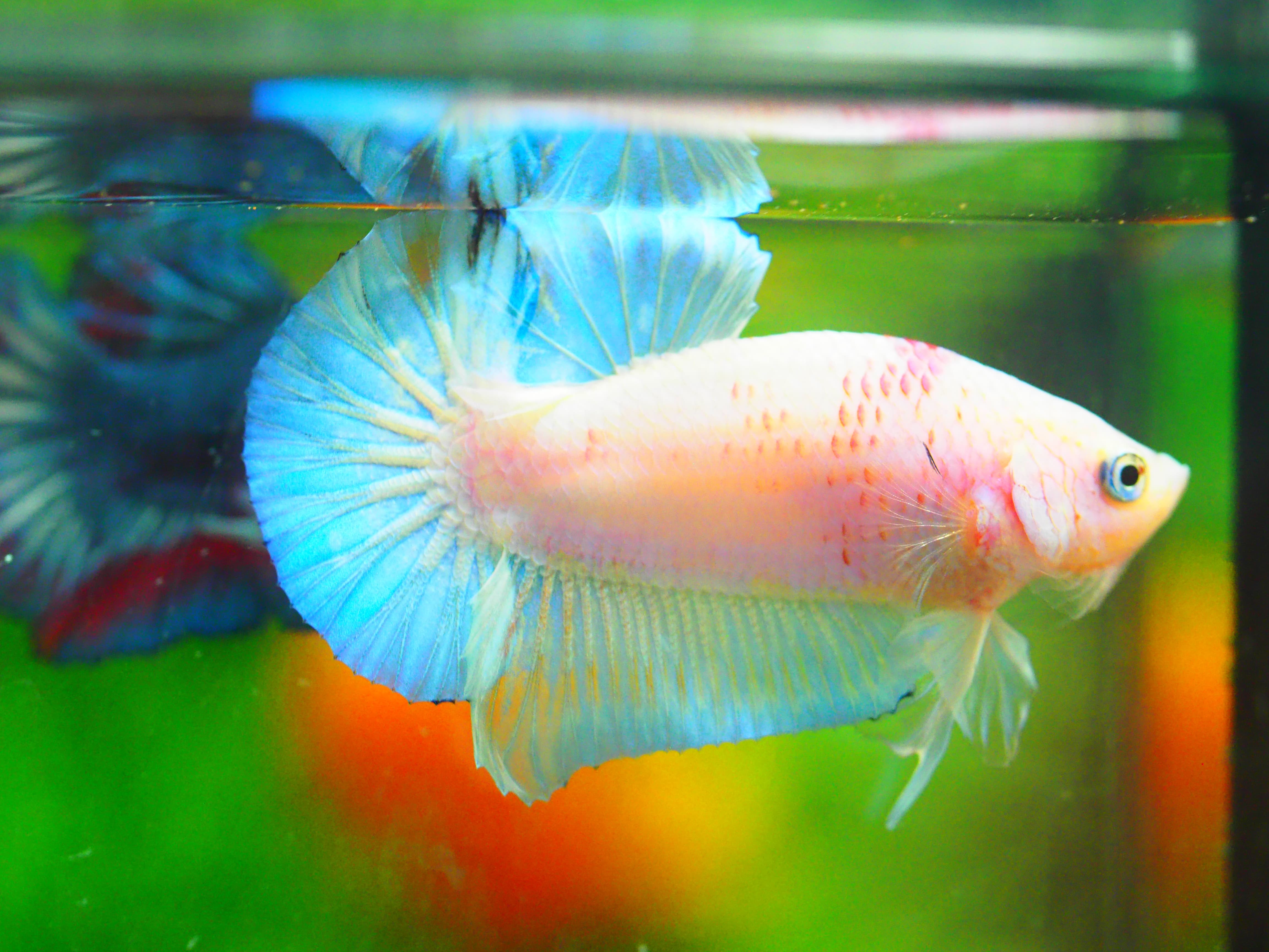 HMPK FANCY MALE GRADE A +++