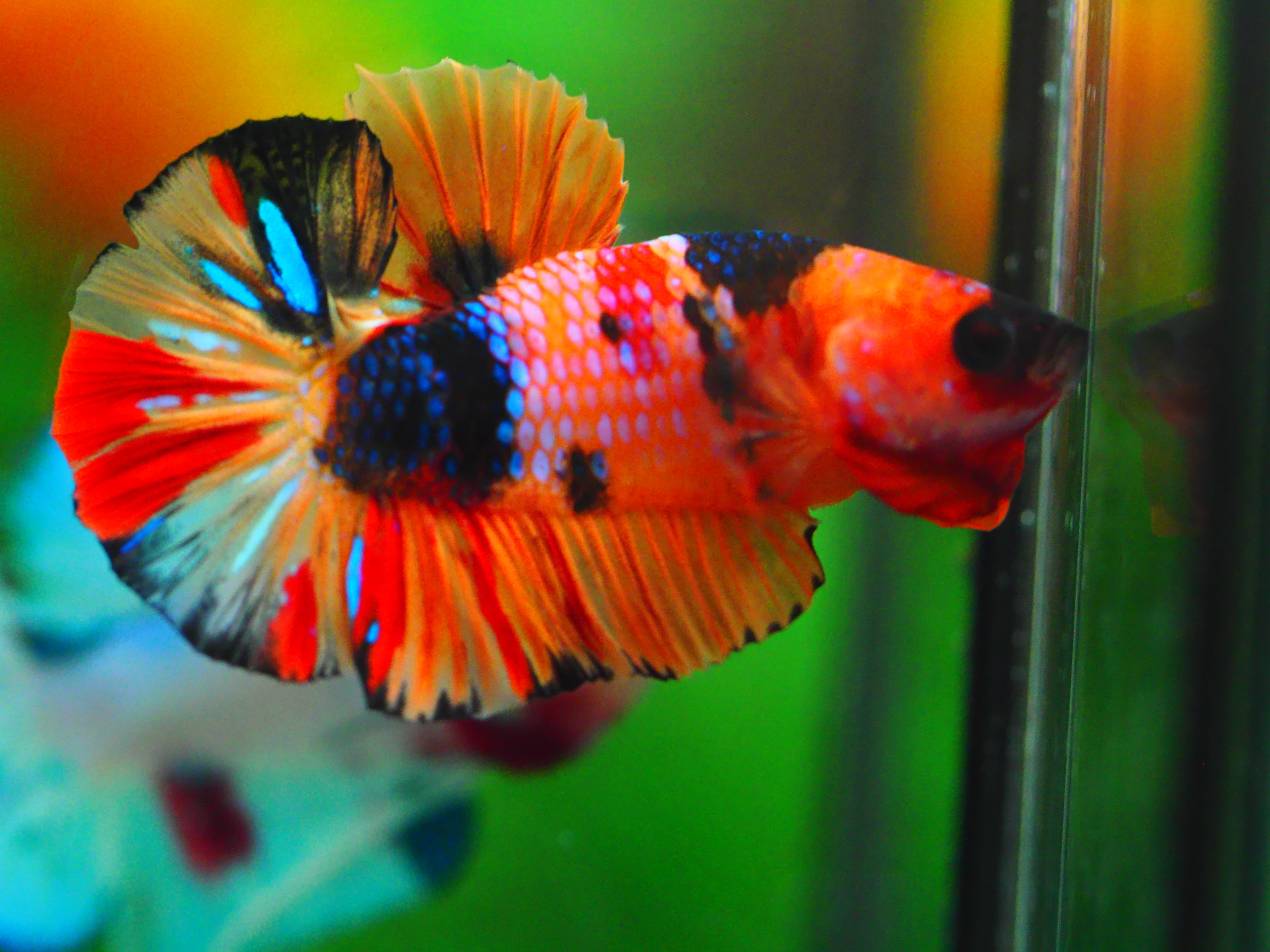 HMPK NEMO GALAXY MALE ไม่่มีตะเกียบ