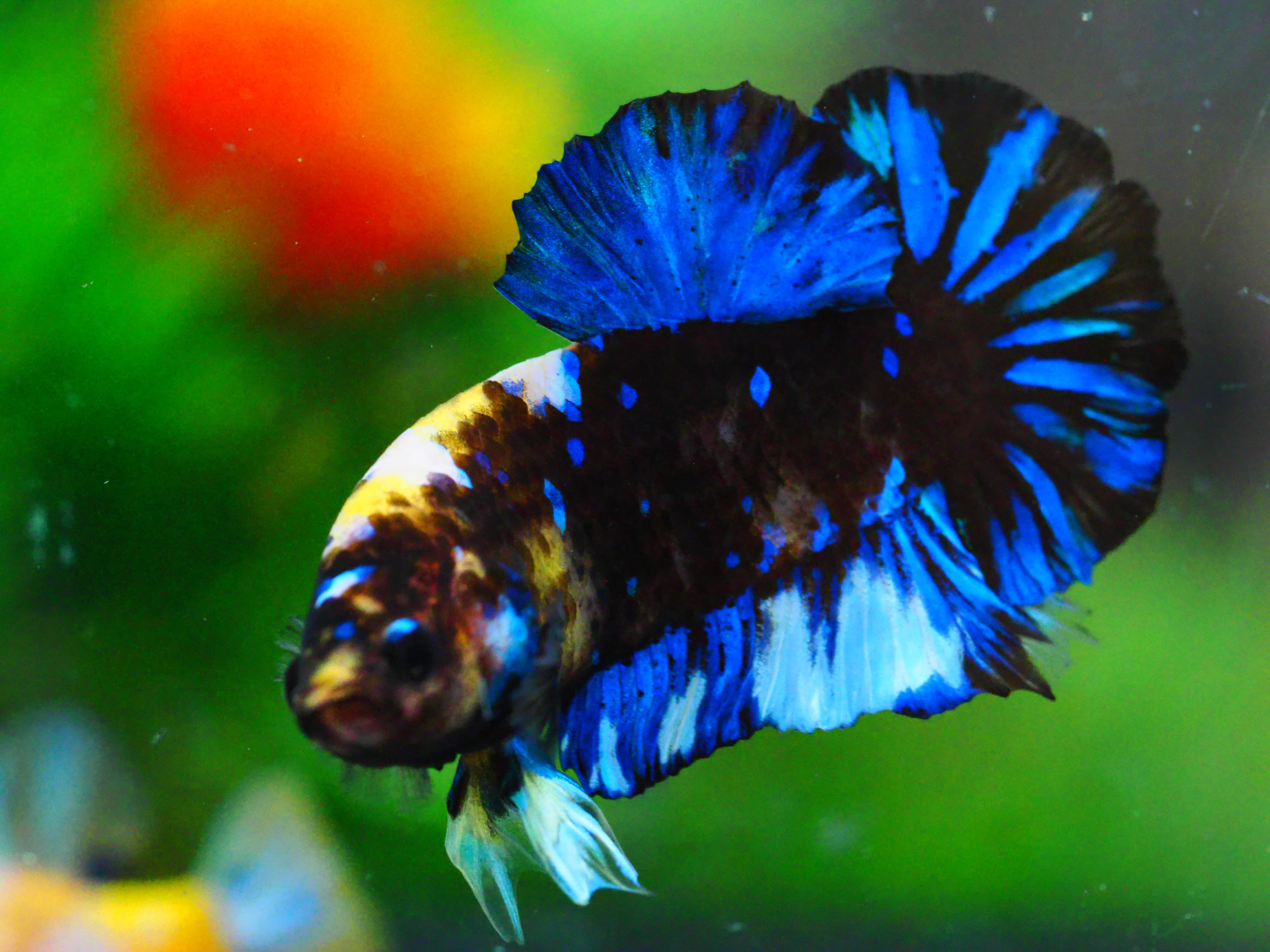 HMPK KOI GALAXY MALE GRADE A +++