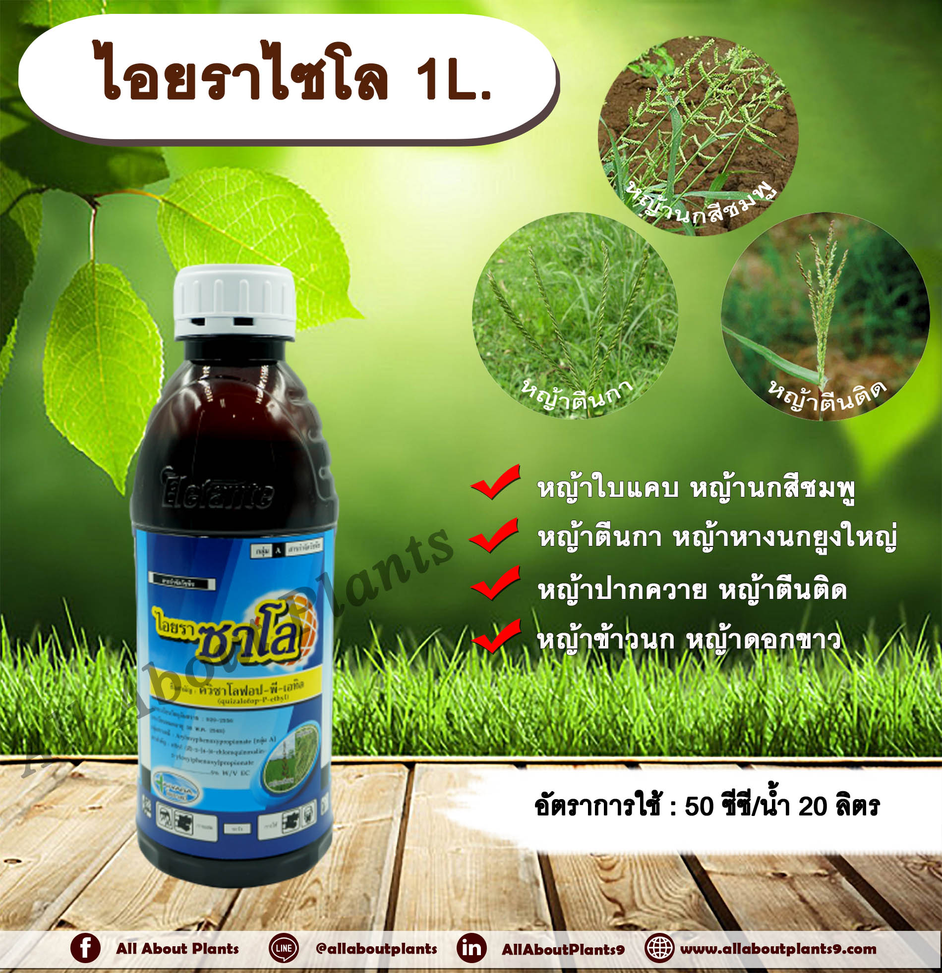 ไอยราซาโล 1L. ควินซาโลฟอบ-พี-เอทิล กำจัดหญ้าใบแคบ วัชพืชใบแคบ ในพืชประธานใบกว้าง กำจัดหญ้าตีนติด ตีนกา หญ้านกสีชมพู หญ้านกสีชมพู หญ้าปากควาย allaboutplants ชิ้น