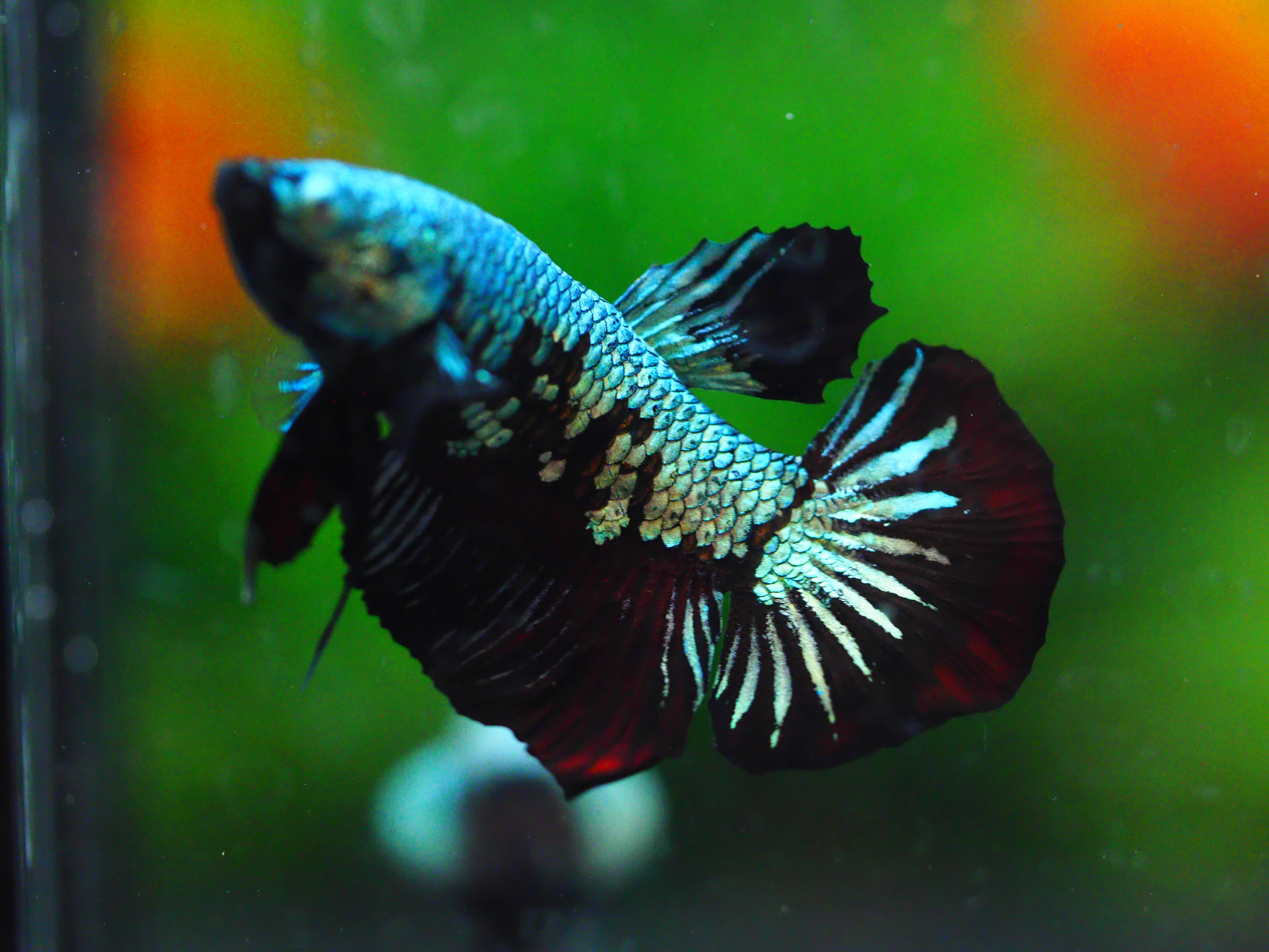 HMPK BLACK DRAGON MALE