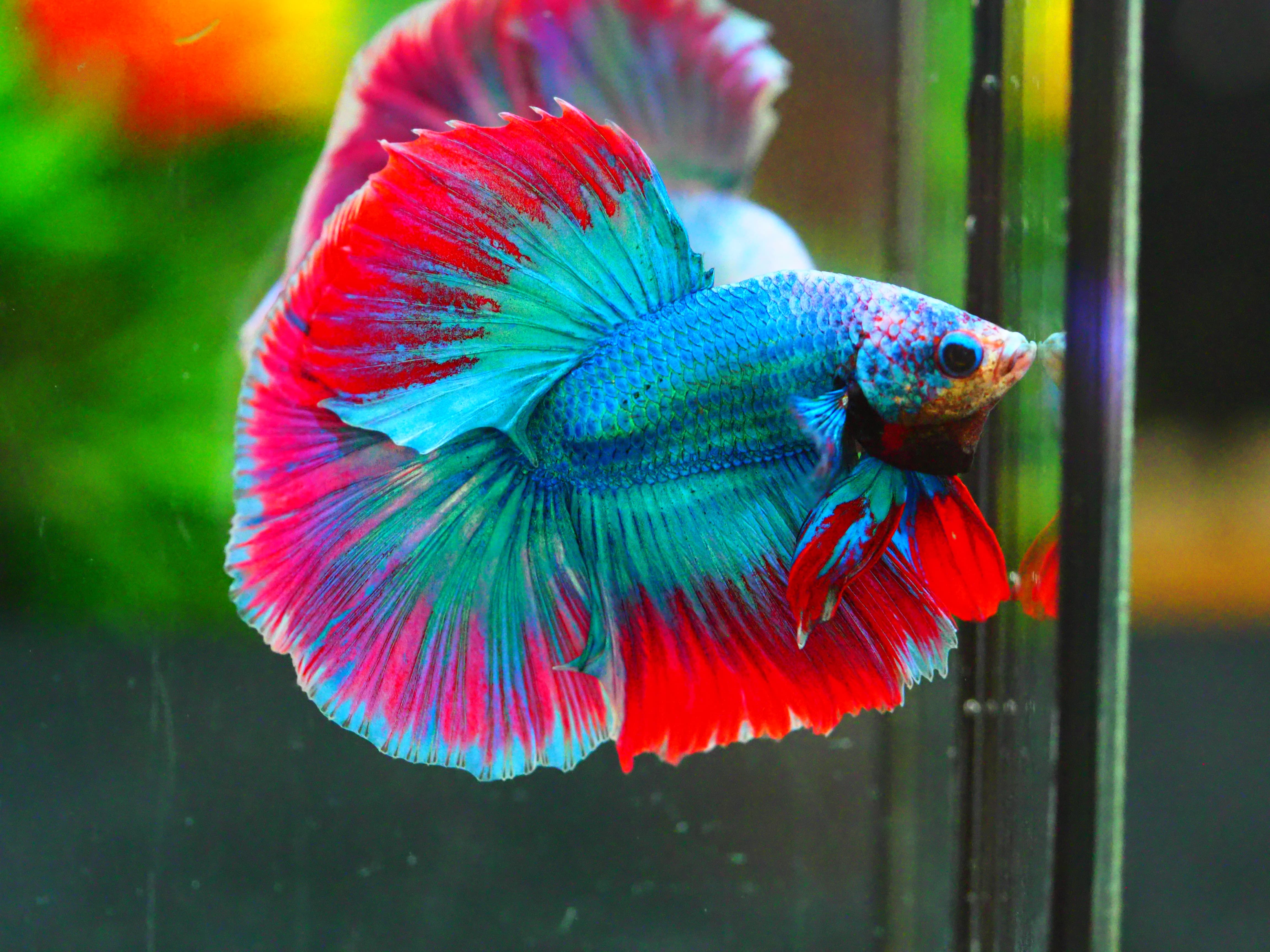 HM FANCY MALE GRADE A +++