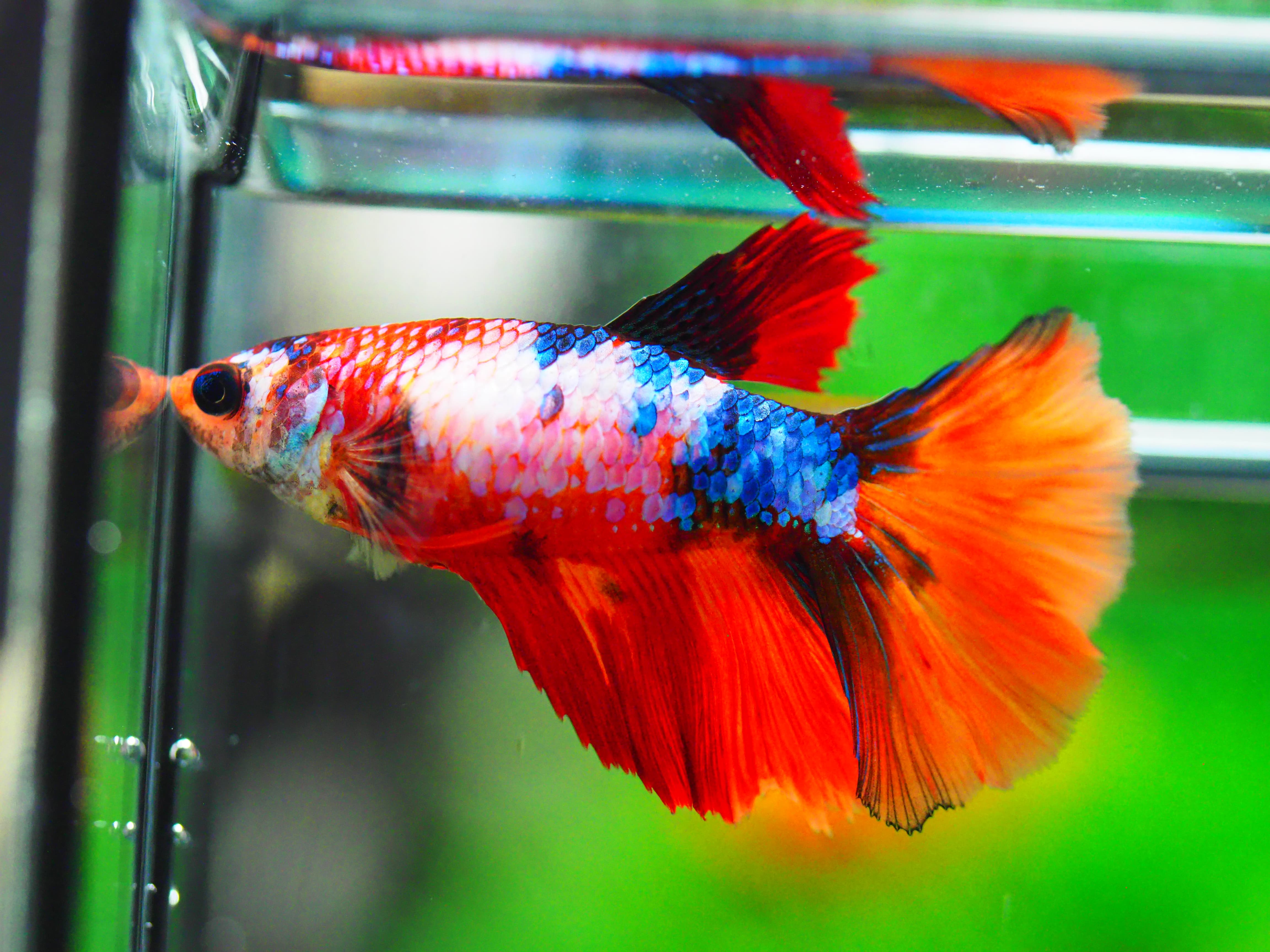 HM NEMO GALAXY FNMALE GRADE A +++