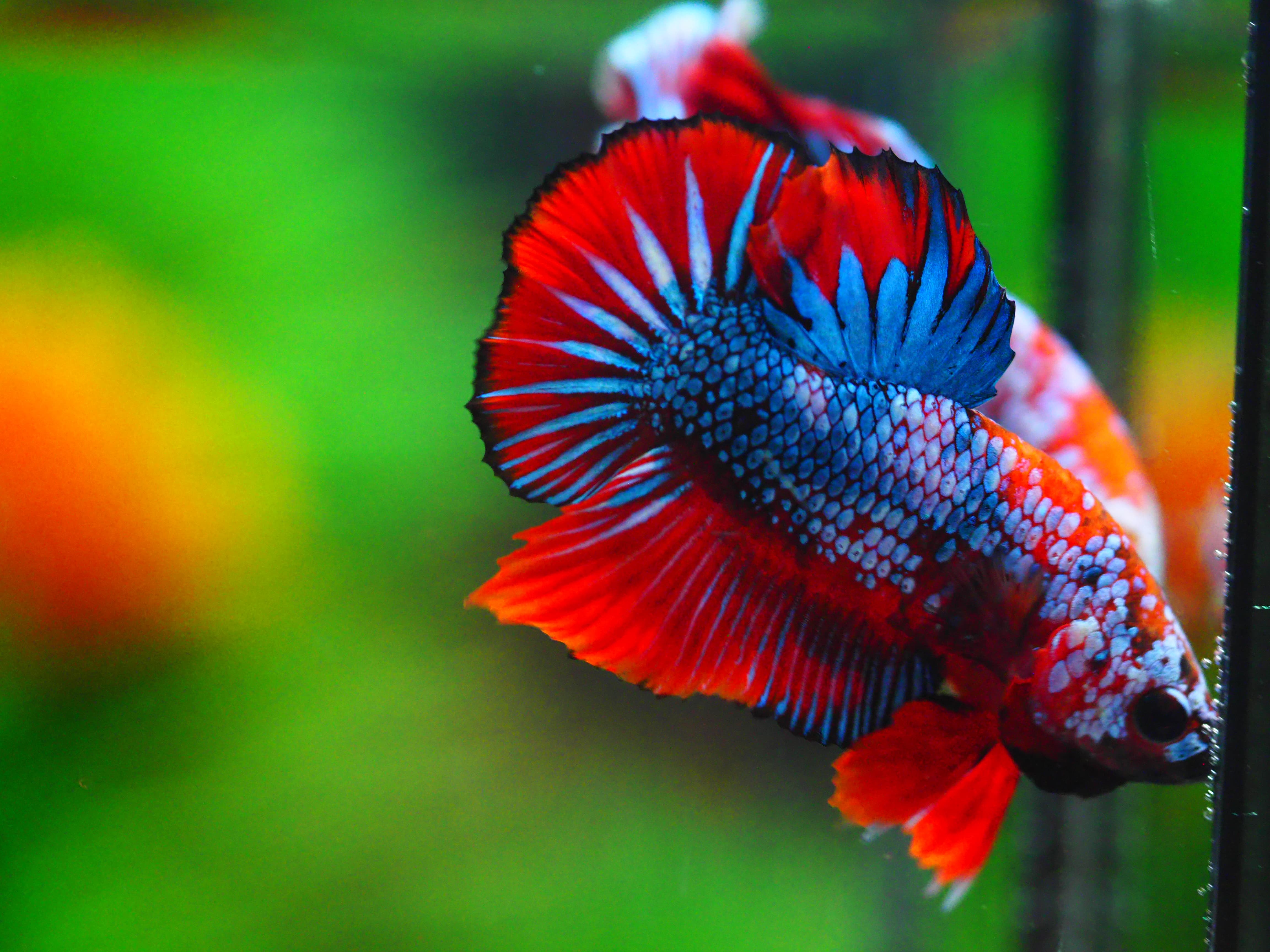 HMPK FANCY MALE GRADE A +++