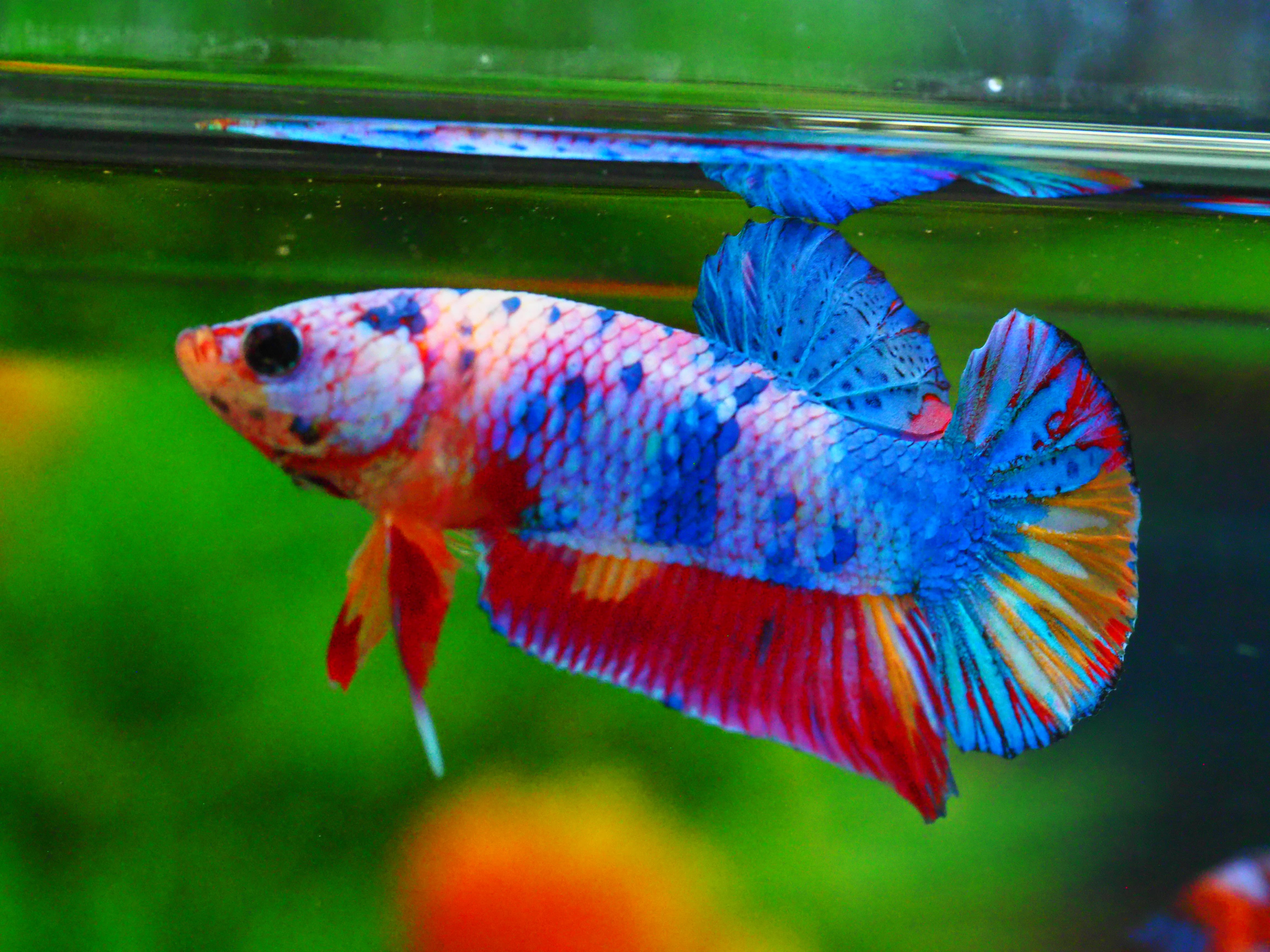 HMPK FANCY MALE GRADE A +++