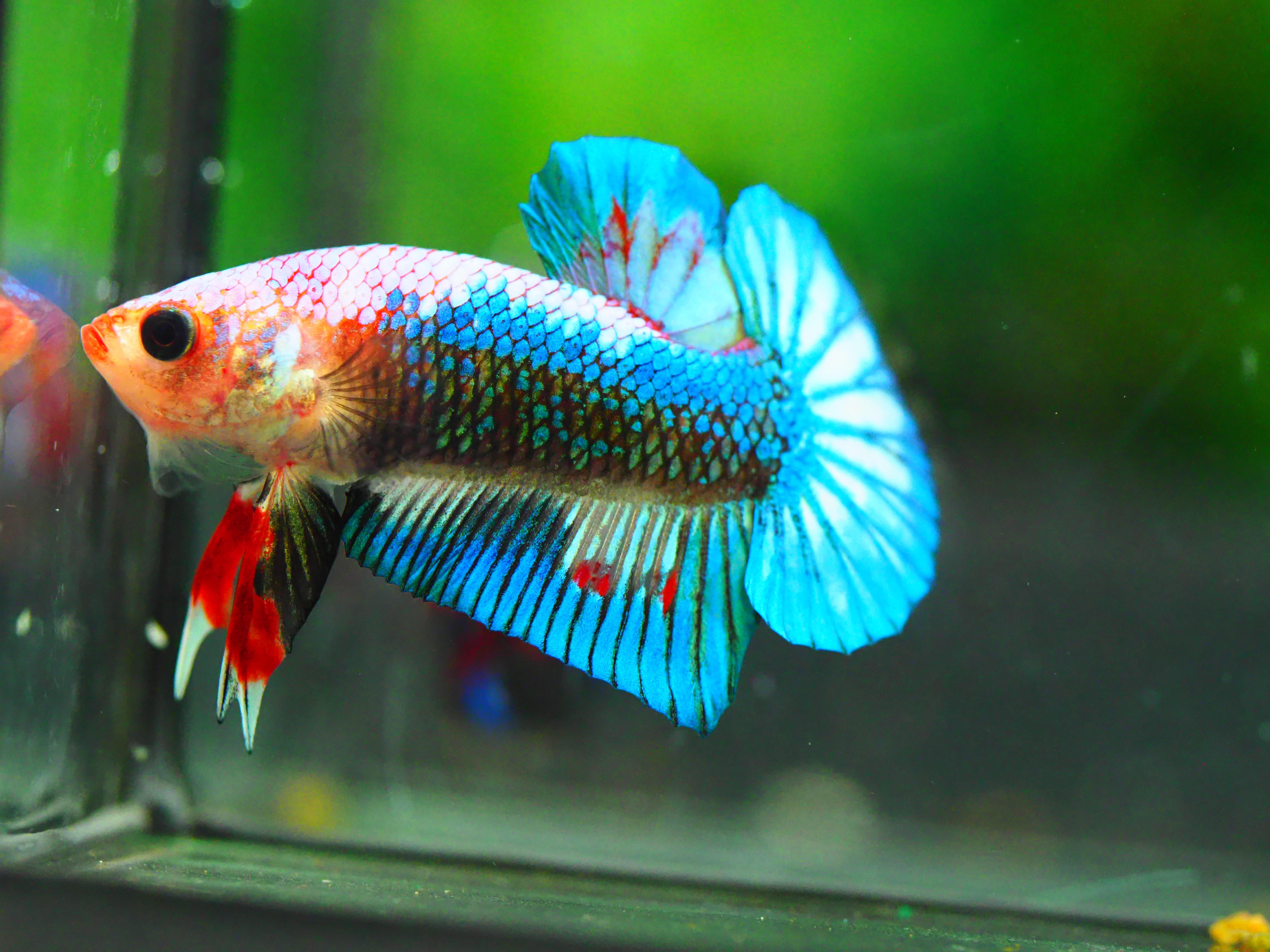 HMPK FANCY MALE GRADE A +++