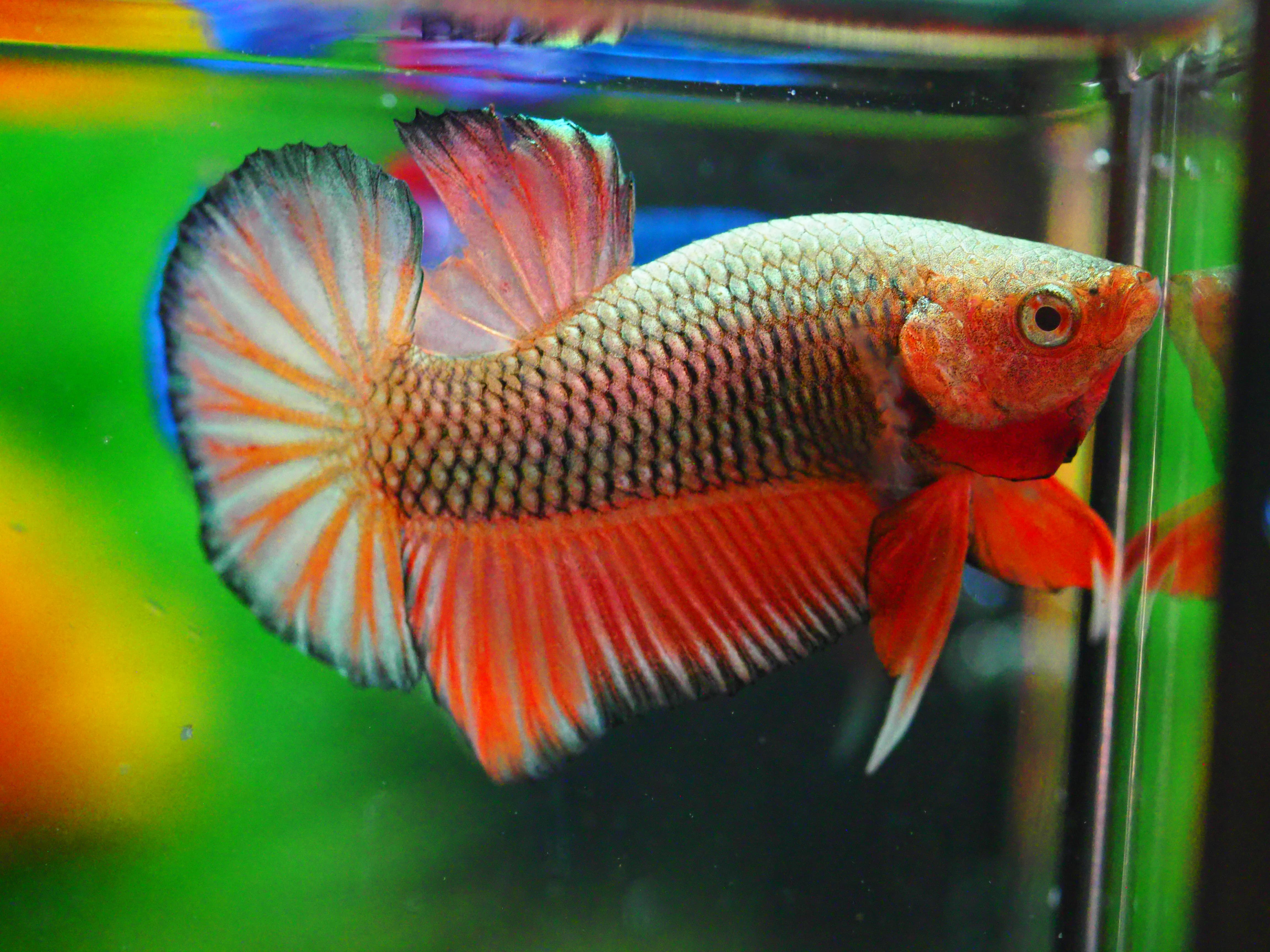 HMPK FANCY MALE GRADE A +++