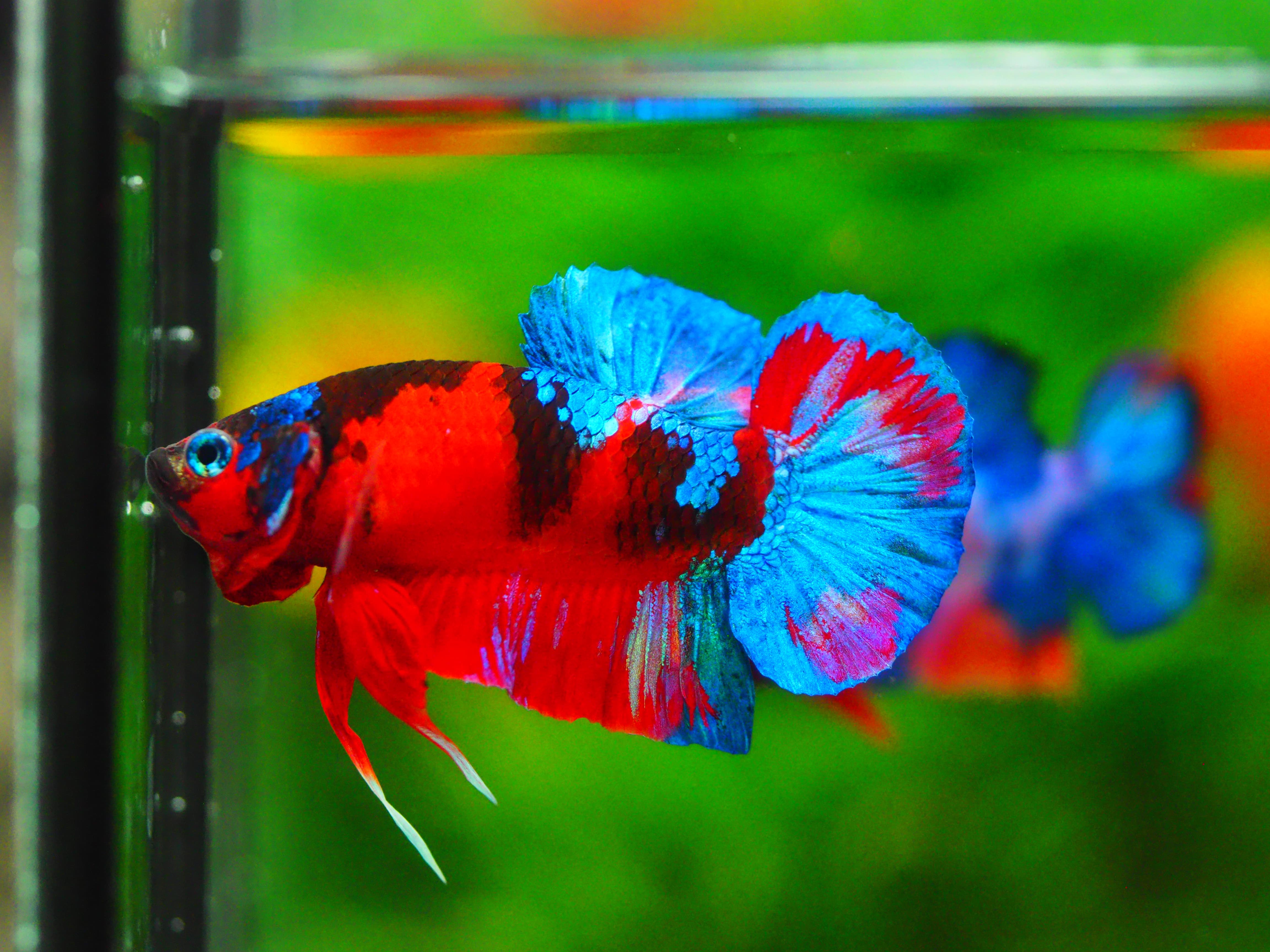 HMPK KOI GALAXY MALE GRADE A +++