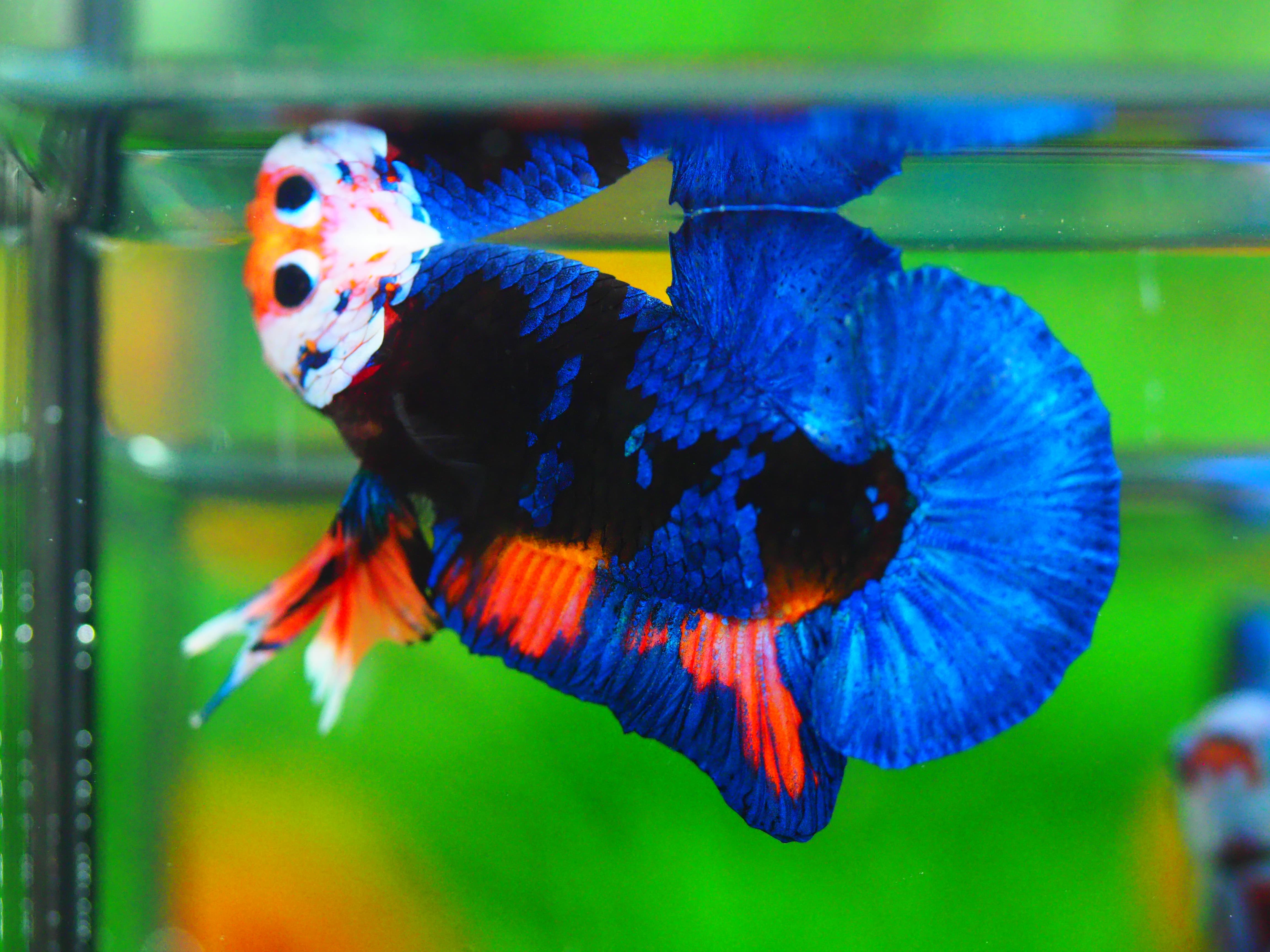 HMPK KOI GALAXY MALE GRADE A +++