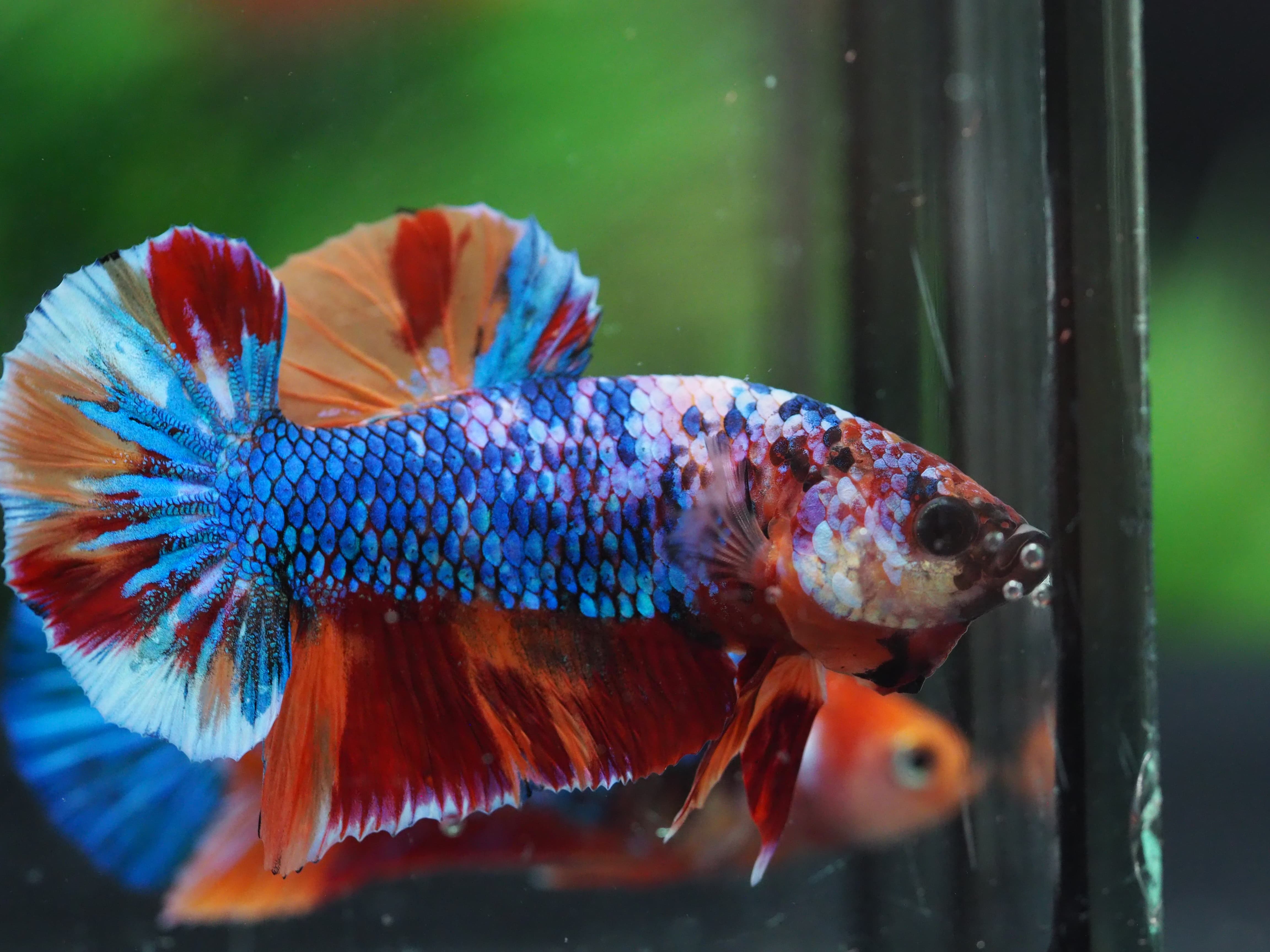 HMPK KOI NEMO GALAXY MALE GRADE A+++