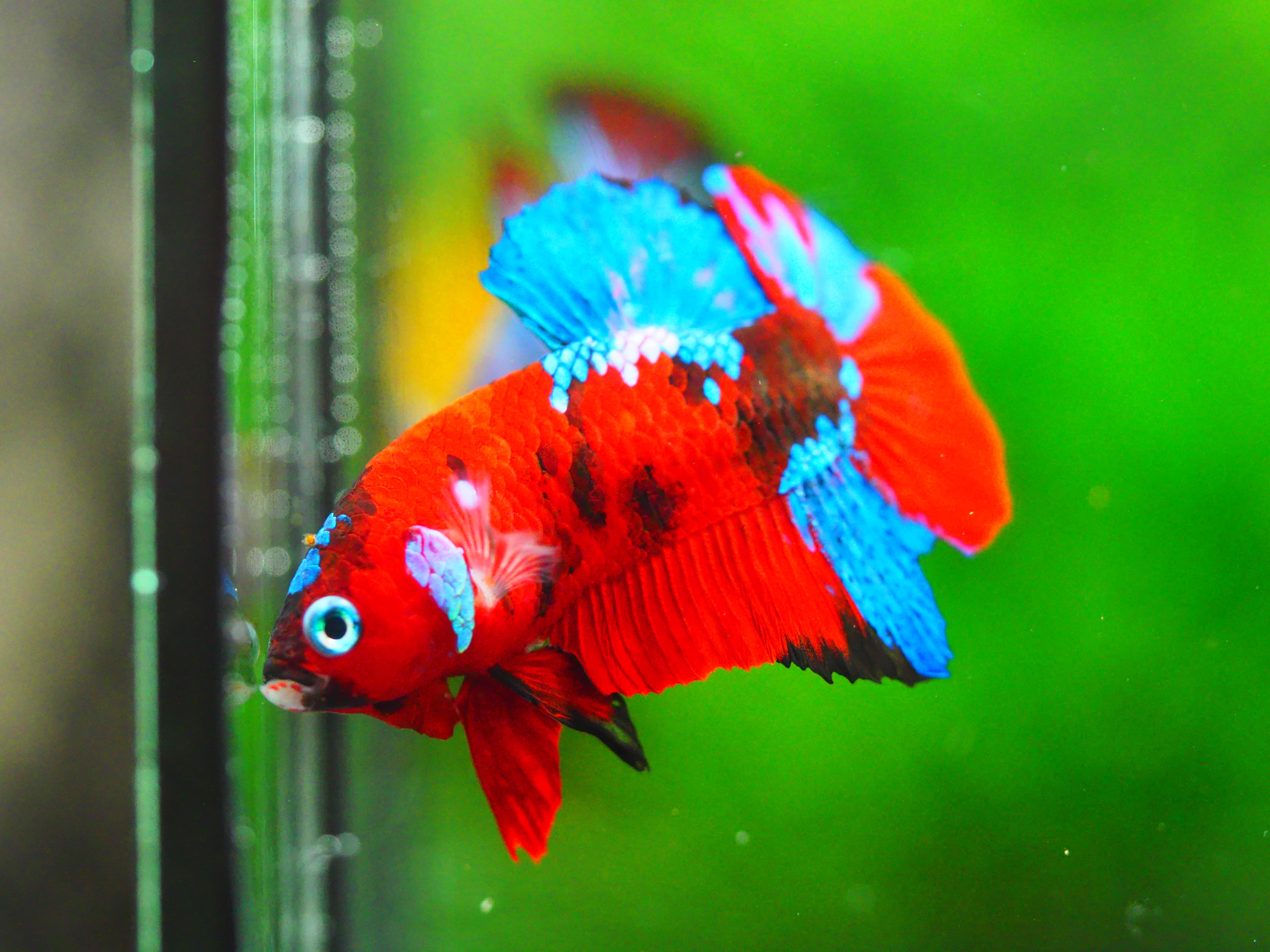 HMPK KOI GALAXY MALE GRADE A +++