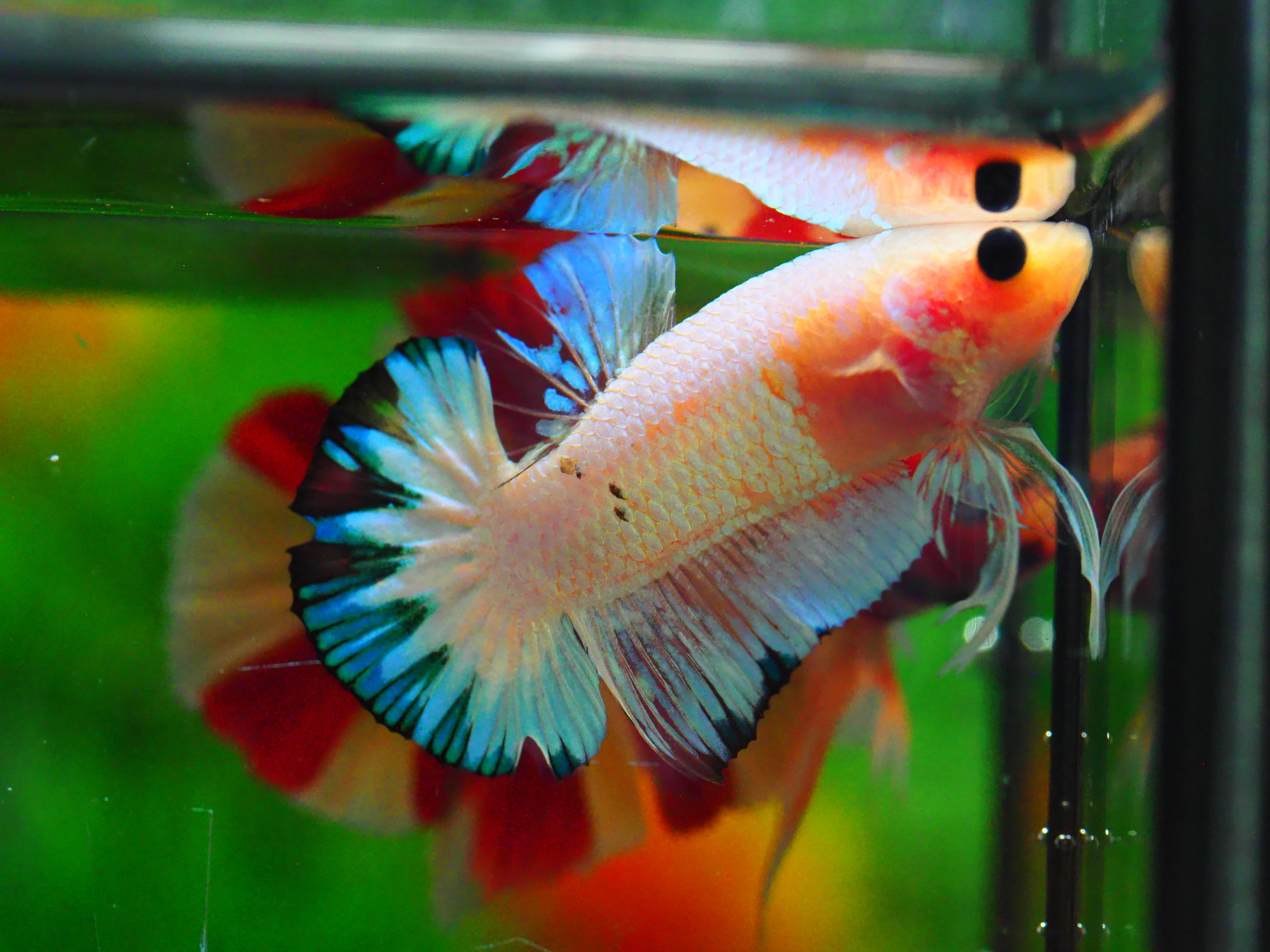 HMPK FANCY MALE GRADE A +++