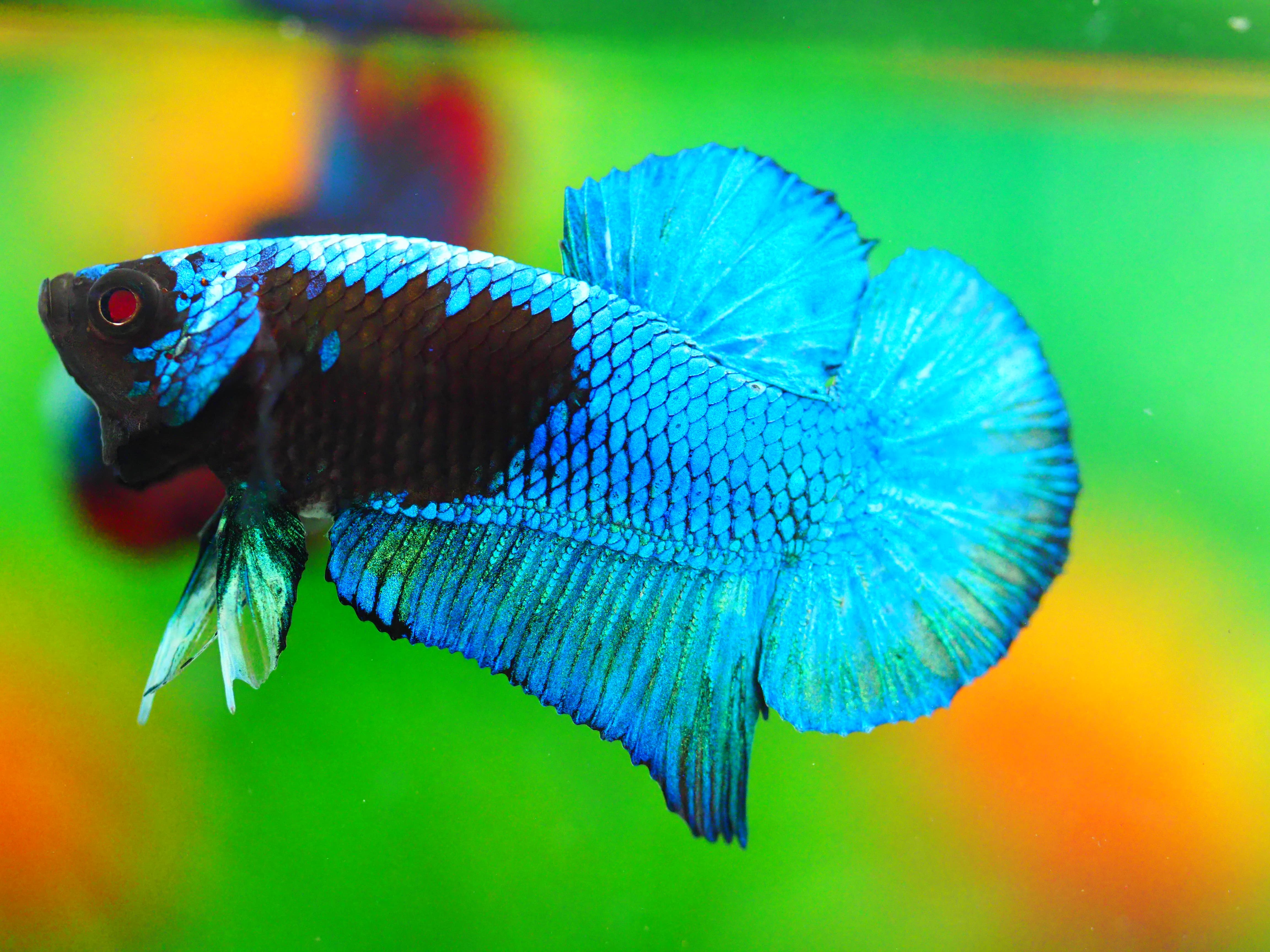 HMPK KOI GALAXY MALE GRADE A +++