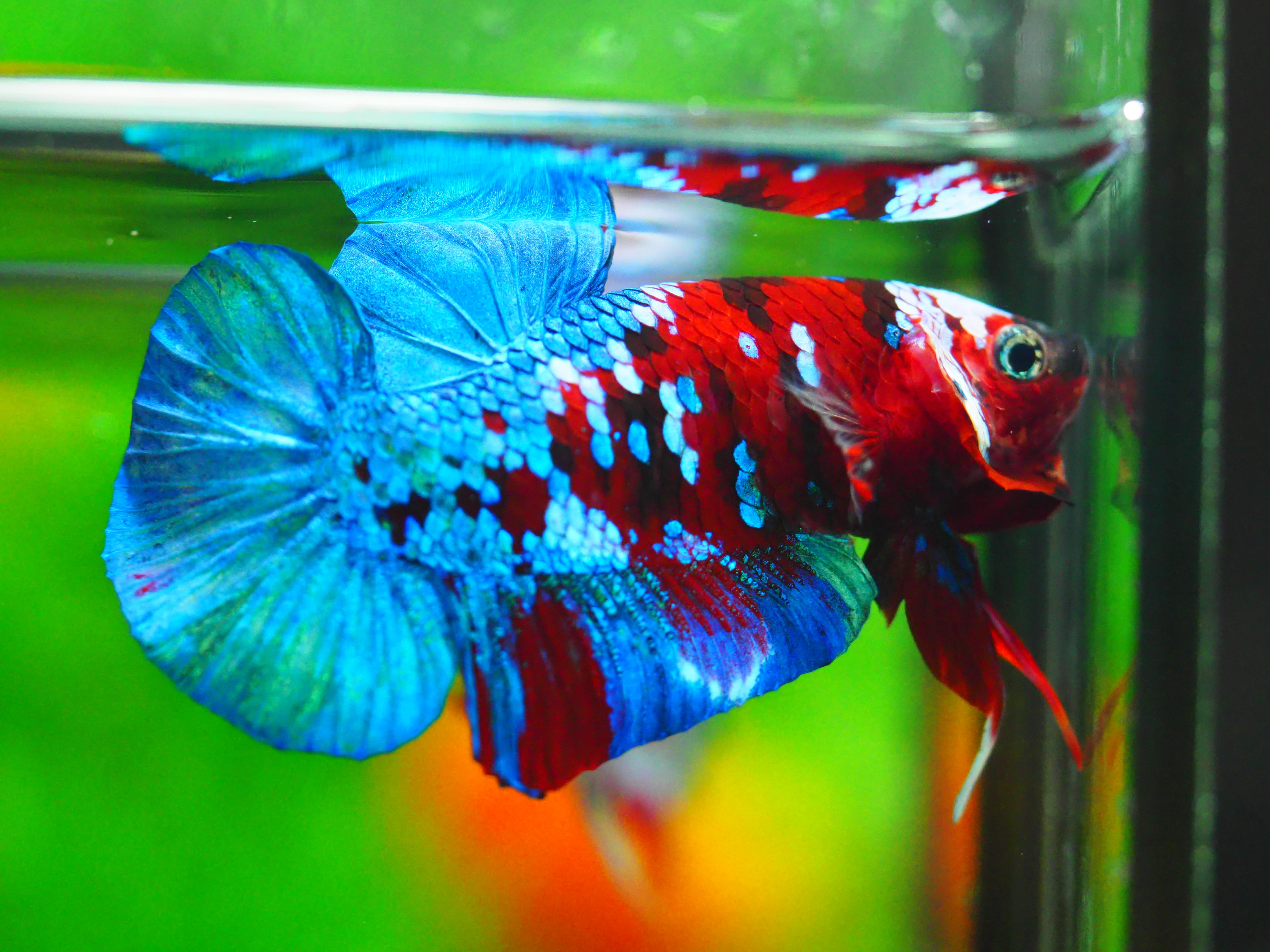 HMPK KOI GALAXY MALE GRADE A +++