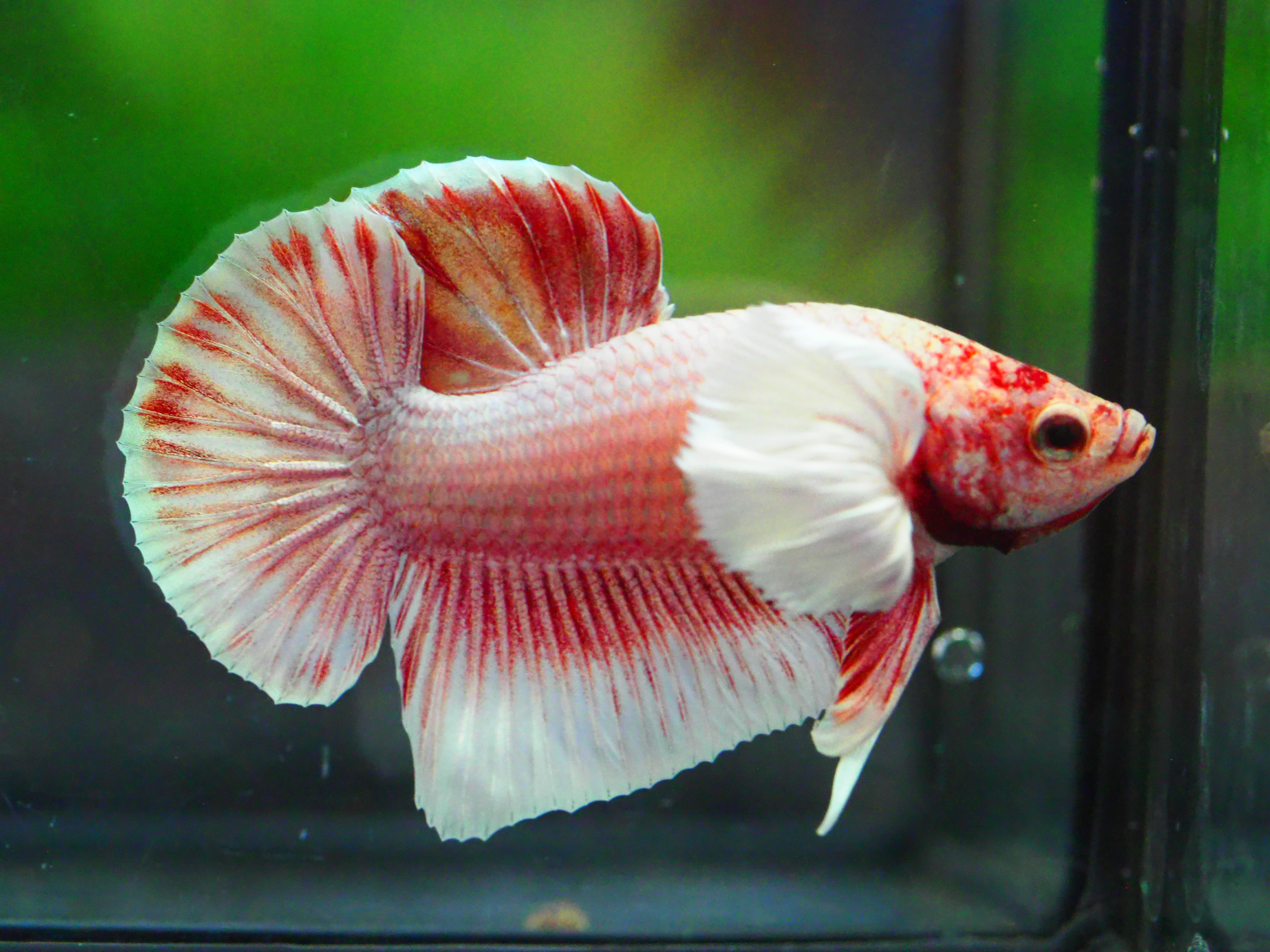 HMPK DUMBO MALE GRADE A +++