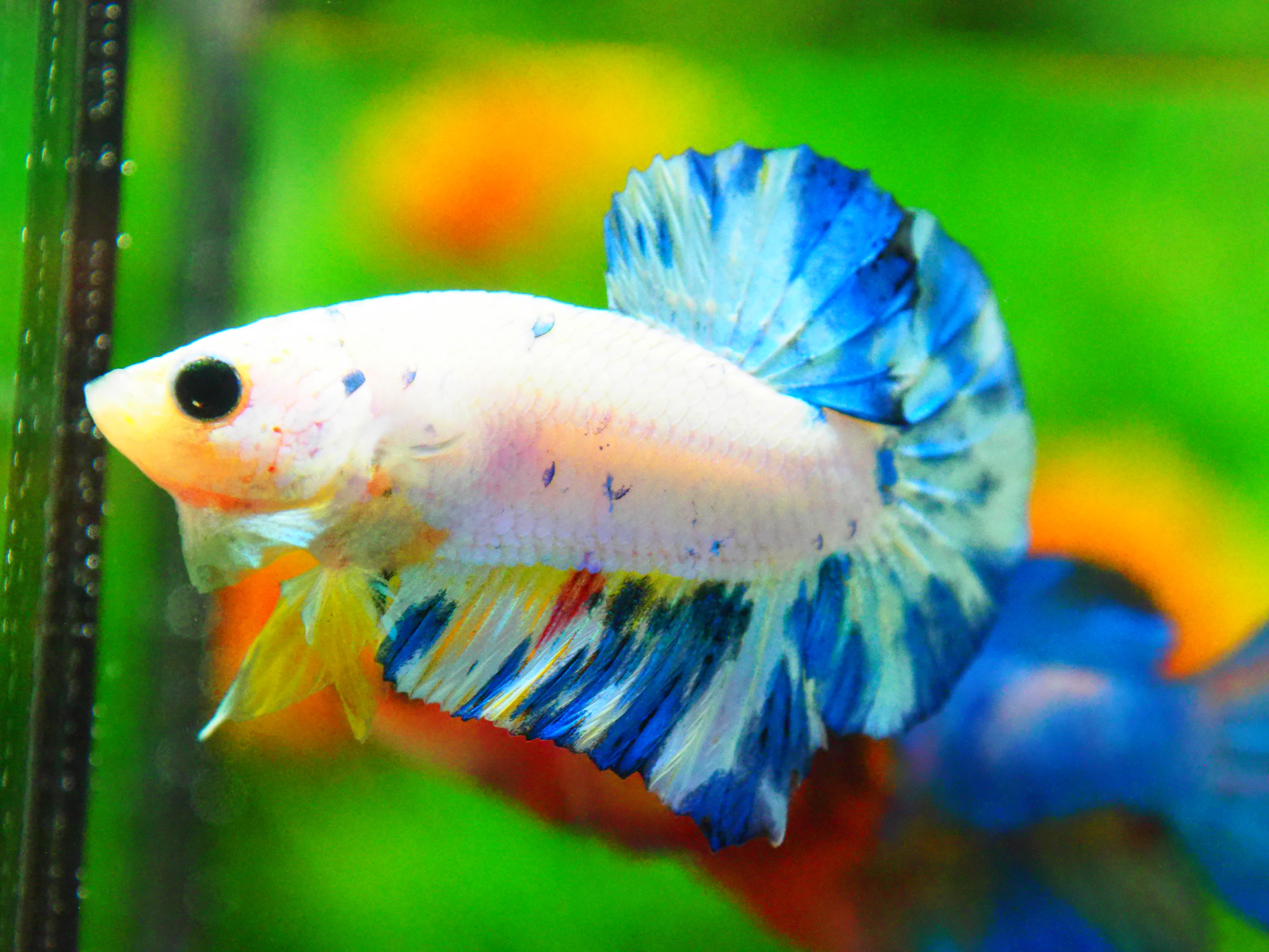 HMPK FANCY MALE GRADE A +++