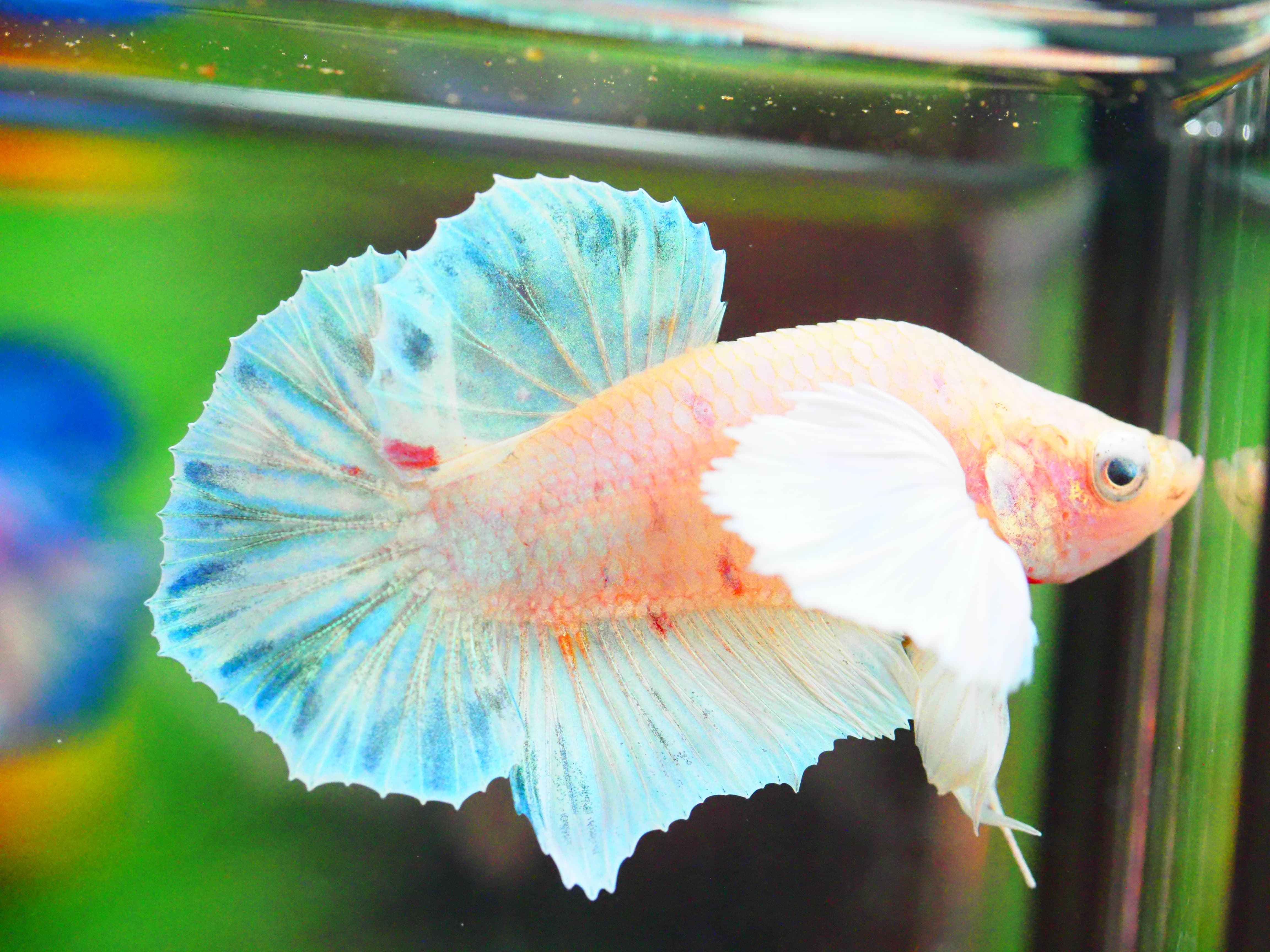HMPK DUMBO MALE GRADE